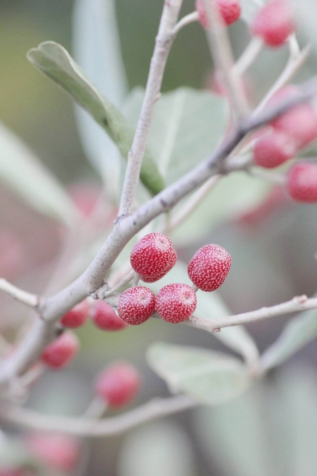 オシャレなロシアンオリーブは暴れん坊｜ichirin