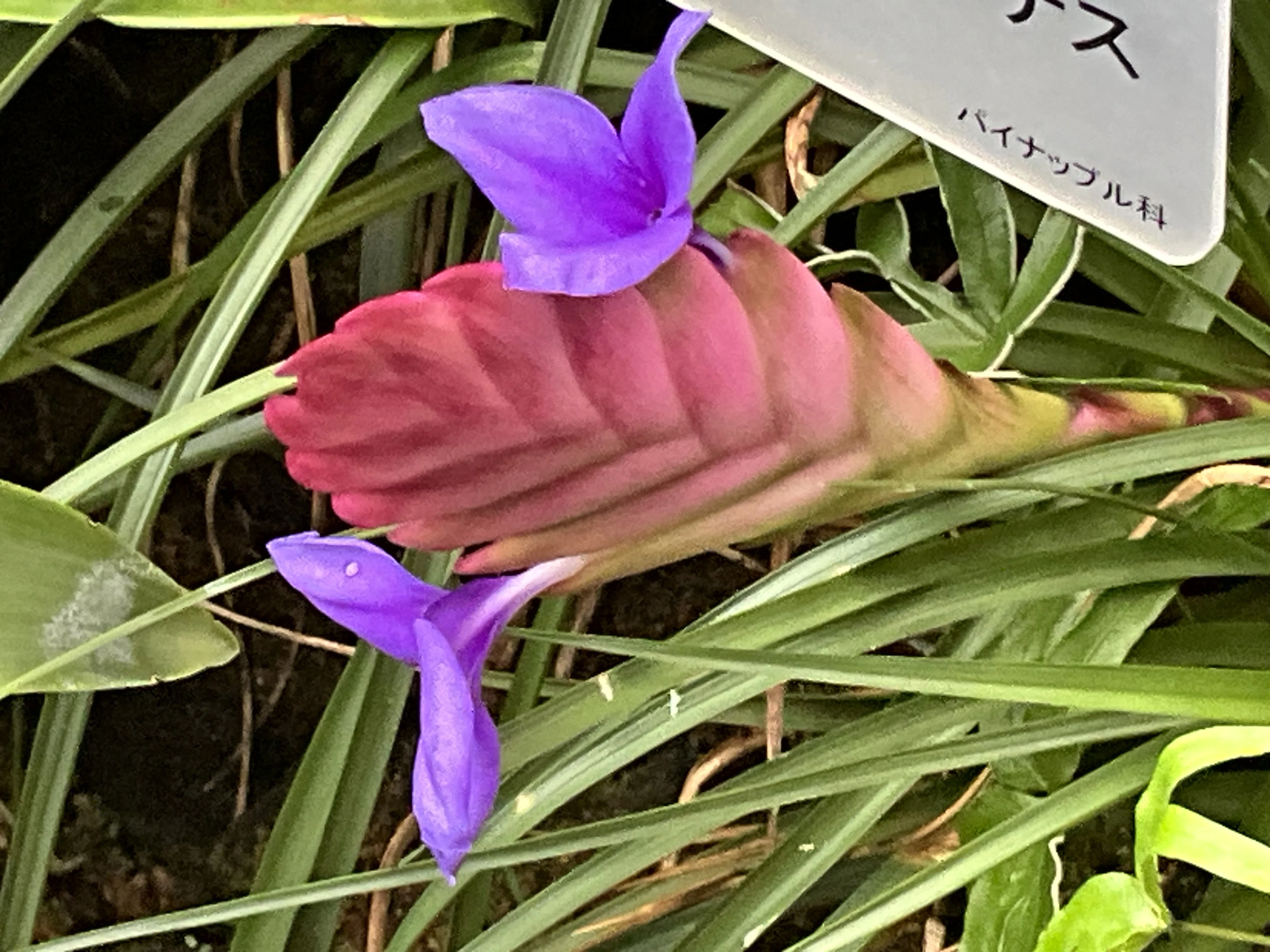 タチハナアナナス（京都府立植物園）：2025年11月27日（木）｜藤井秀昭