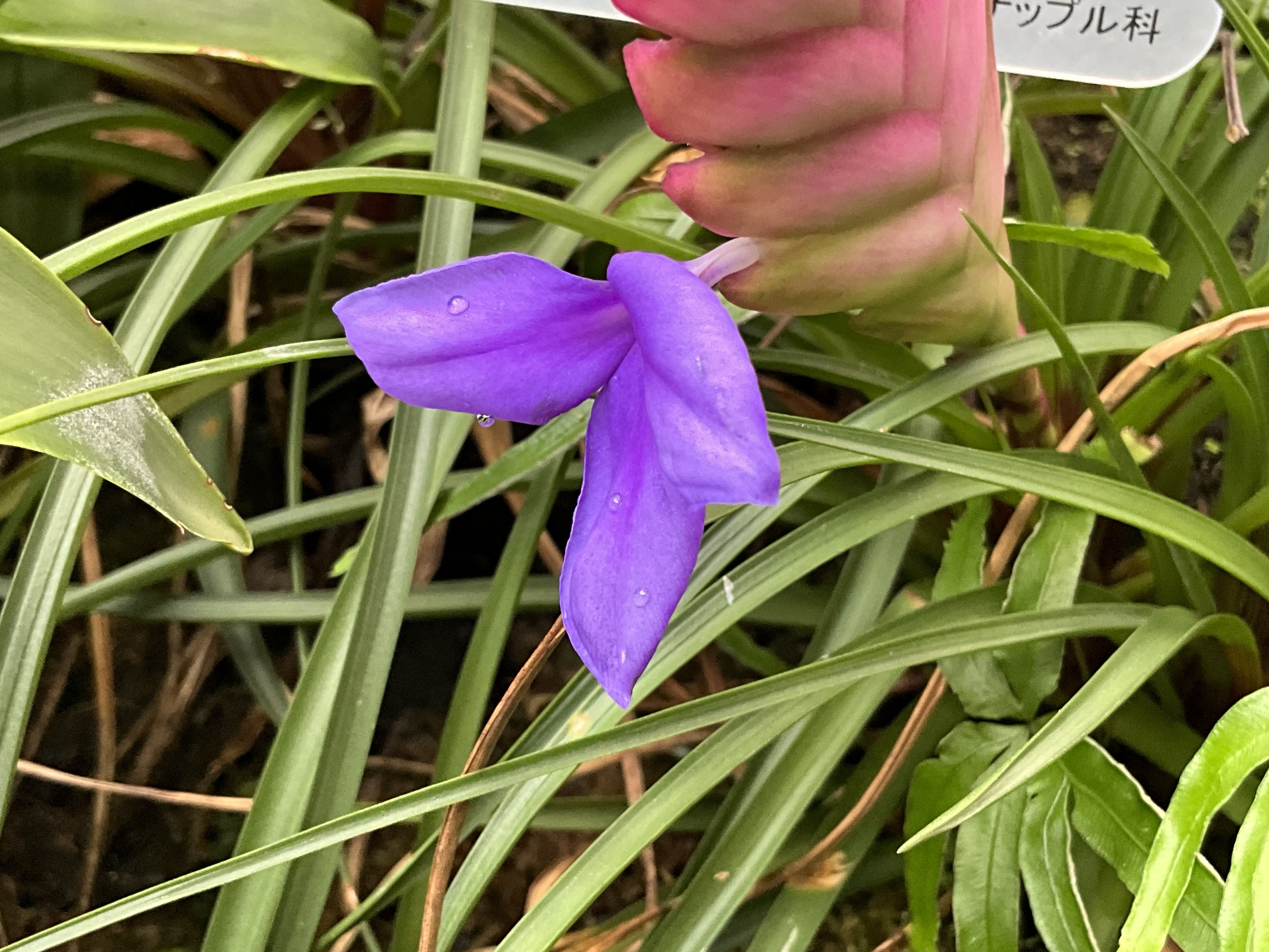 タチハナアナナス（京都府立植物園）：2025年11月27日（木）｜藤井秀昭