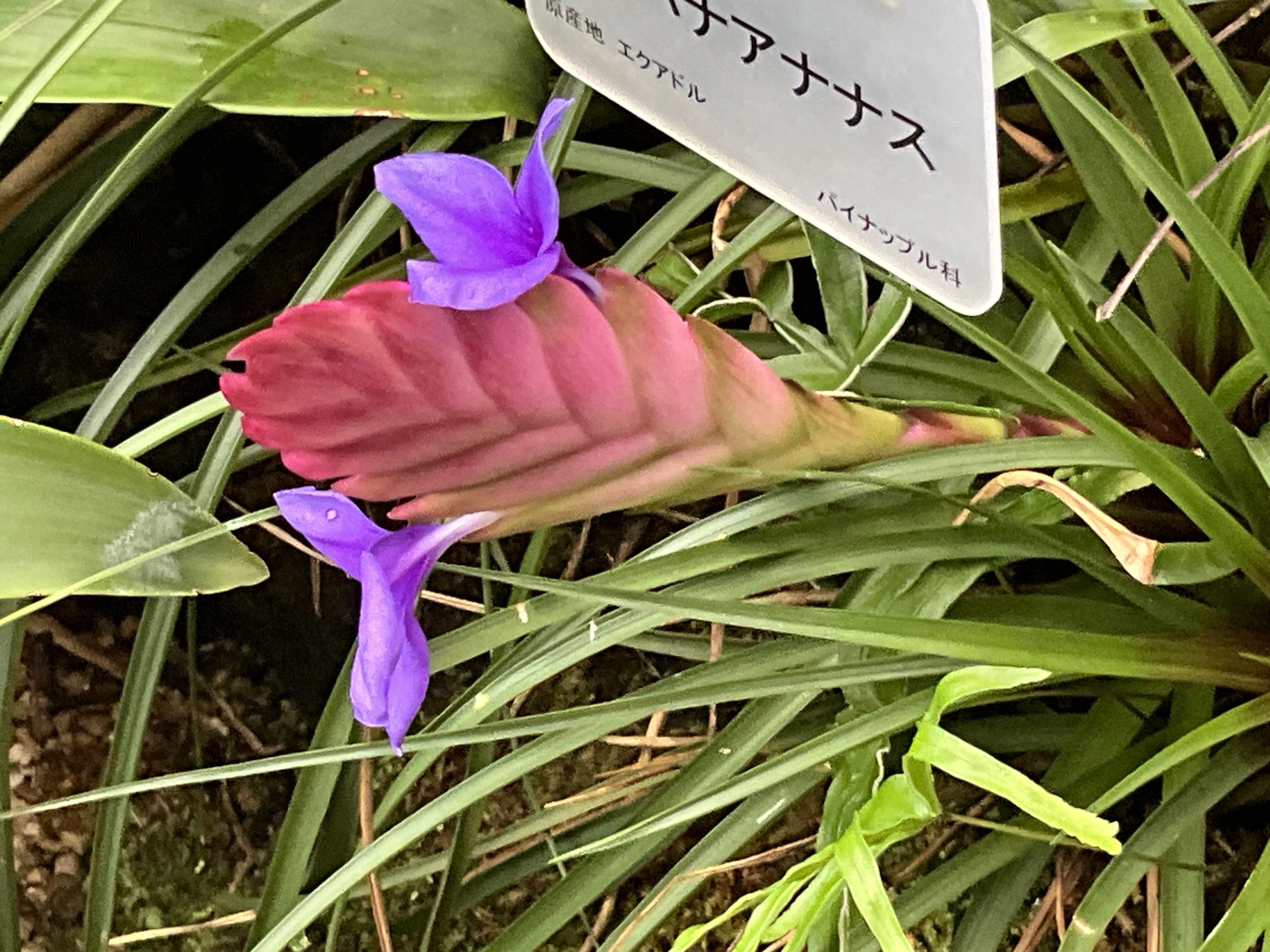 タチハナアナナス（京都府立植物園）：2025年11月27日（木）｜藤井秀昭