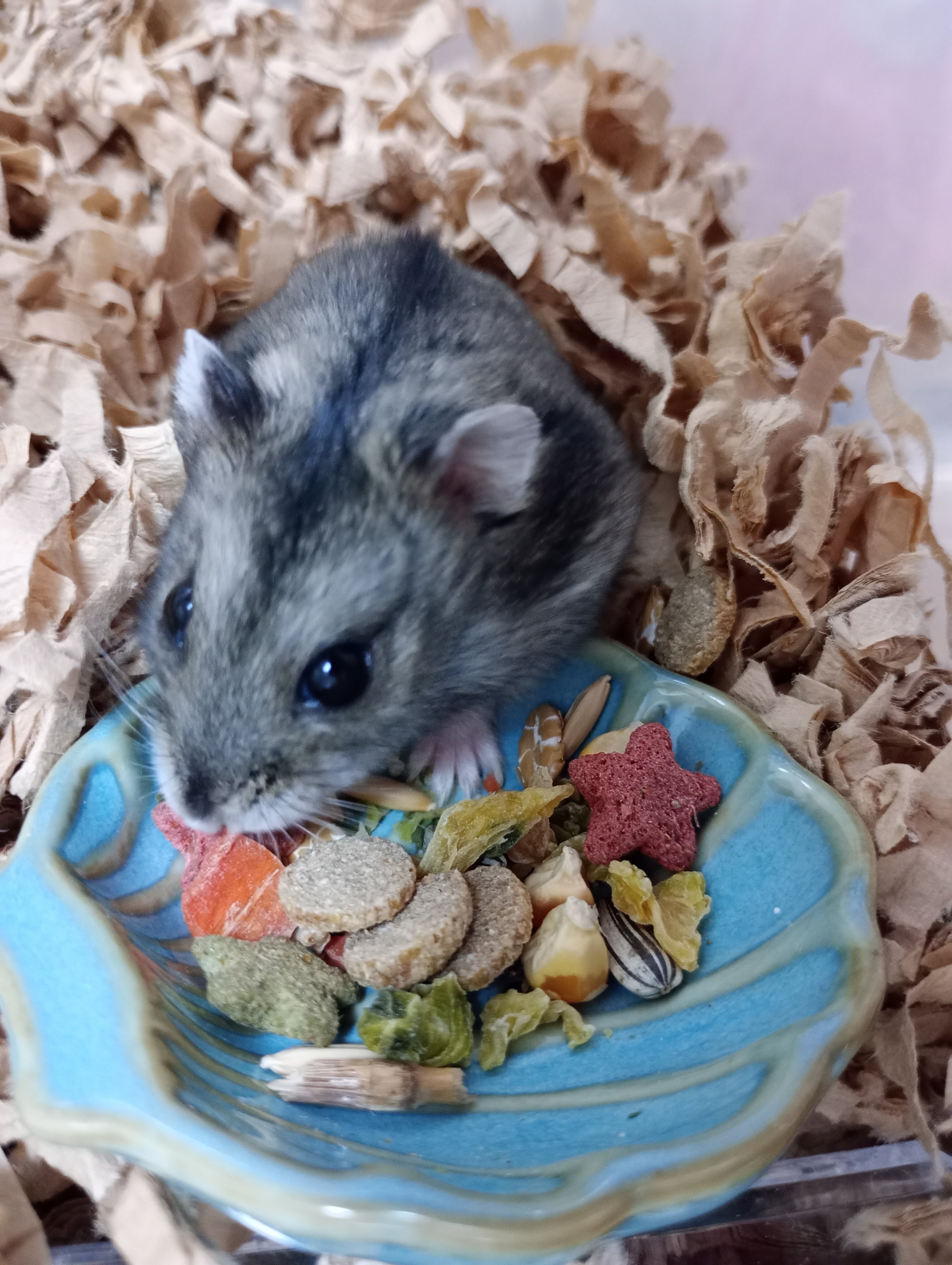 食いしん坊なすみちゃんがかわいすぎる｜おっさん女子ハムスター