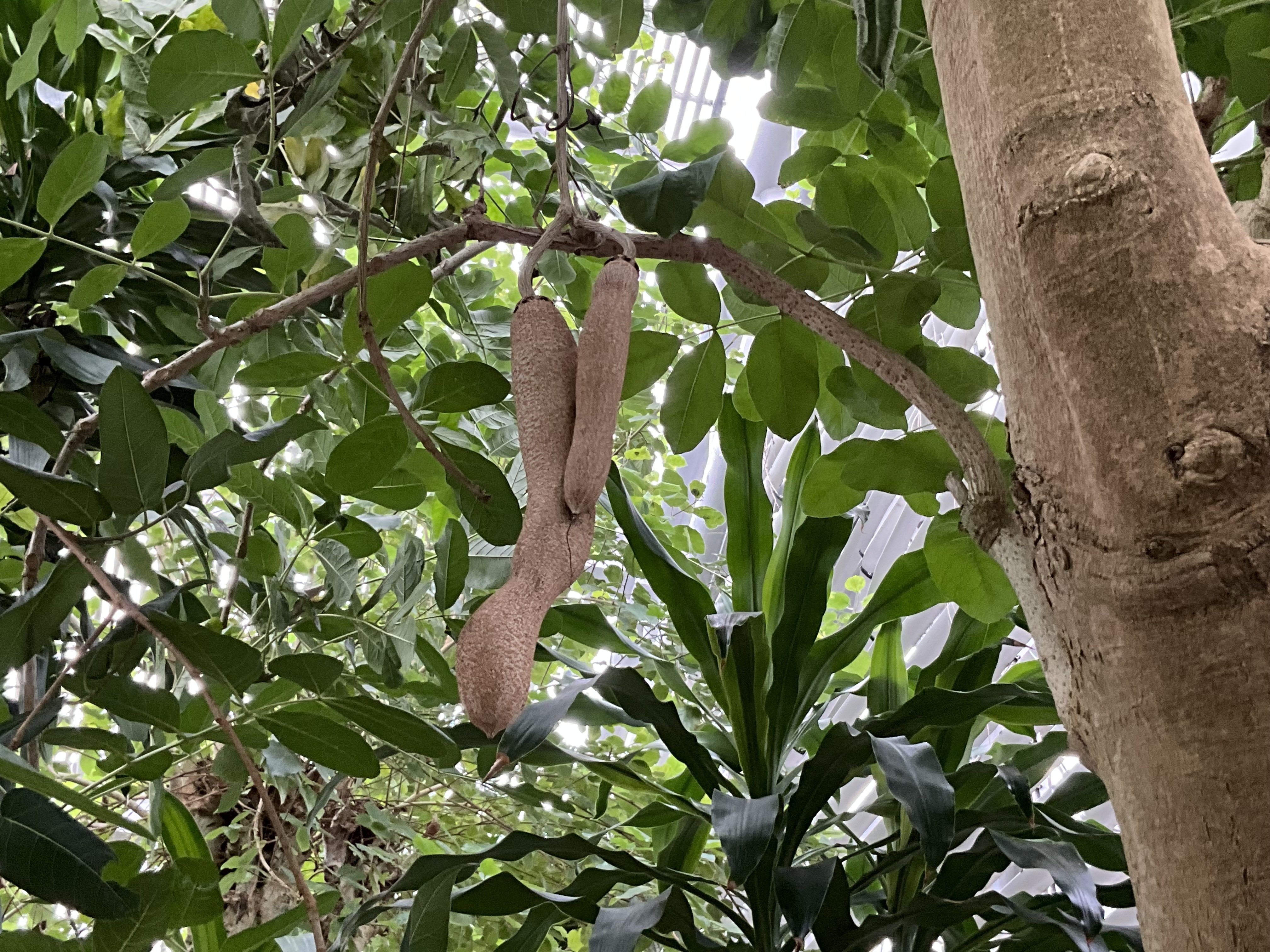 ソーセージノキの果実（京都府立植物園）：2025年10月27日（月）｜藤井