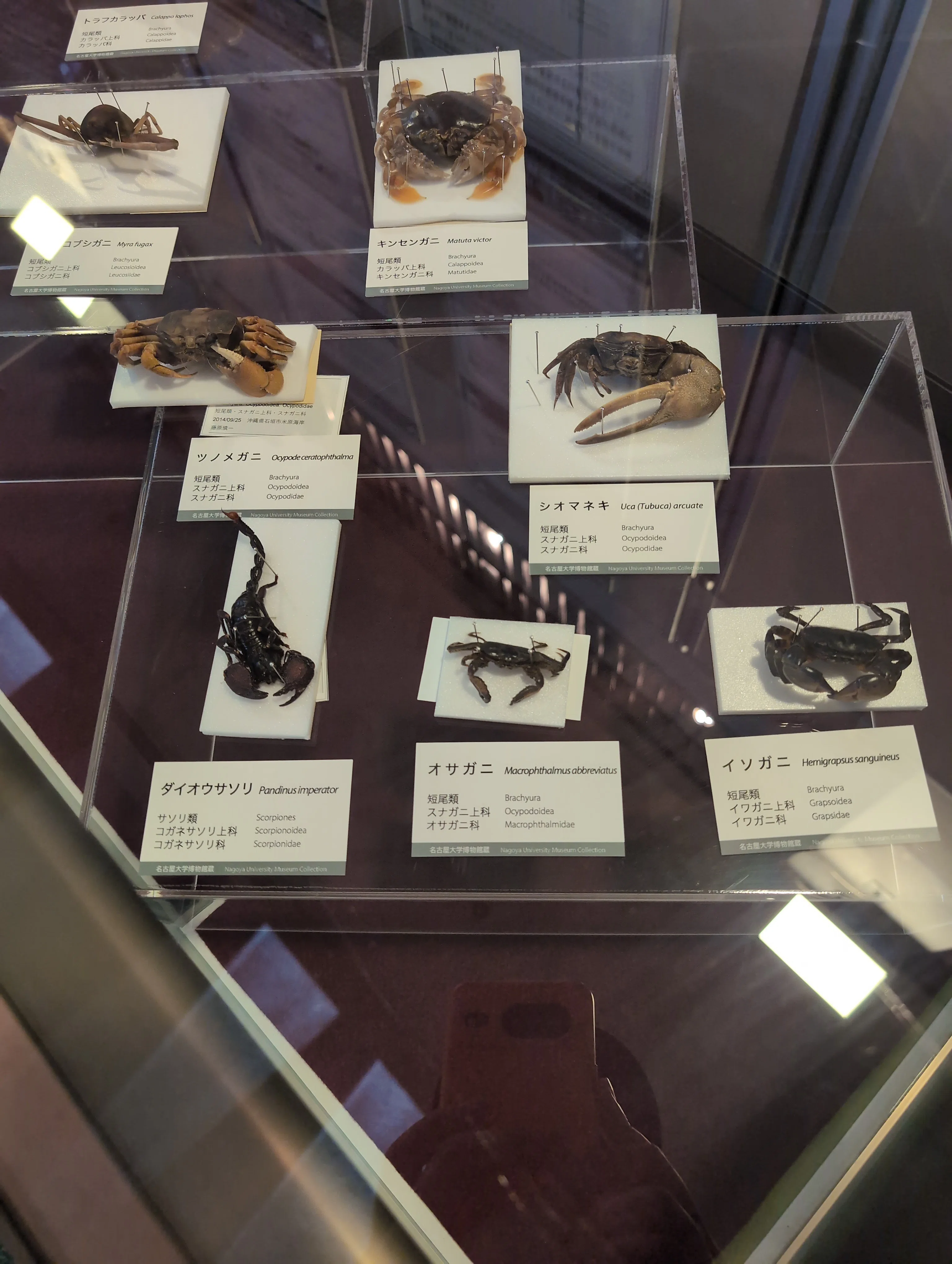 ぼくの生き物探訪記13 名古屋大学博物館｜ブタイノウラ