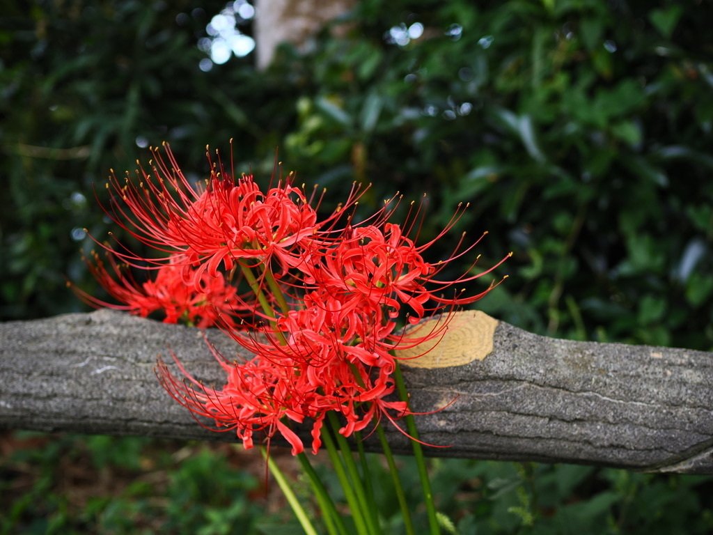 曼珠沙華コレクション2025（10/3更新あり）｜甘さより塩気