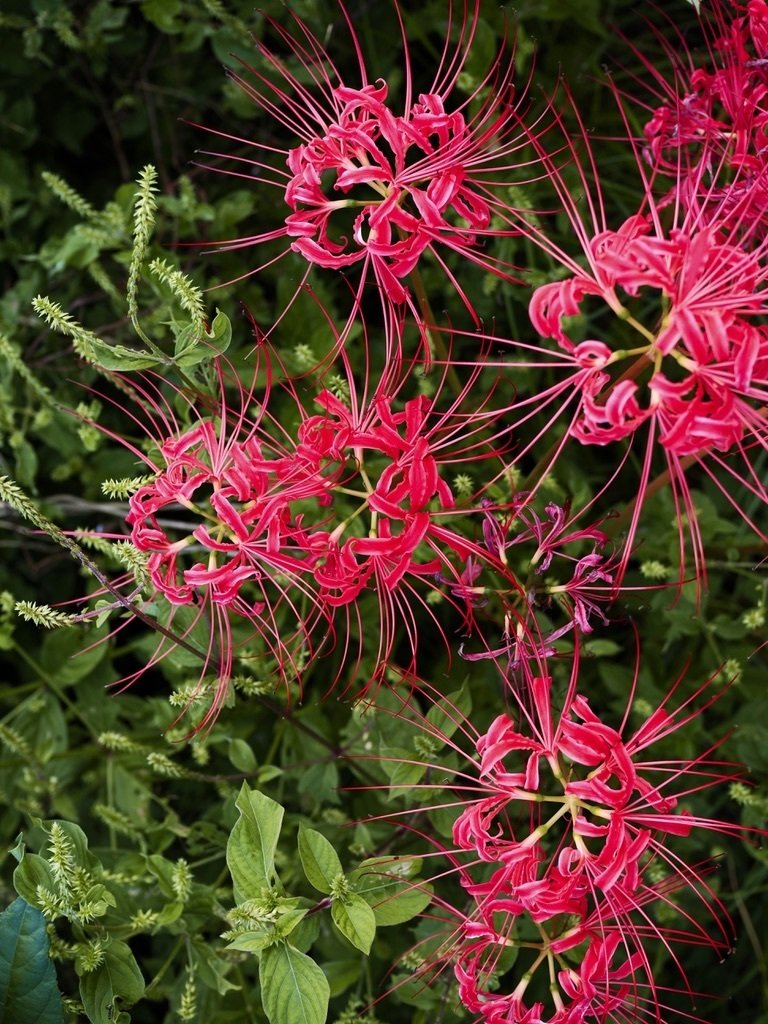 もみ様　曼珠沙華・大判草・たね 61EY3QmiqNL._UF1000,1000_QL80_.jpg