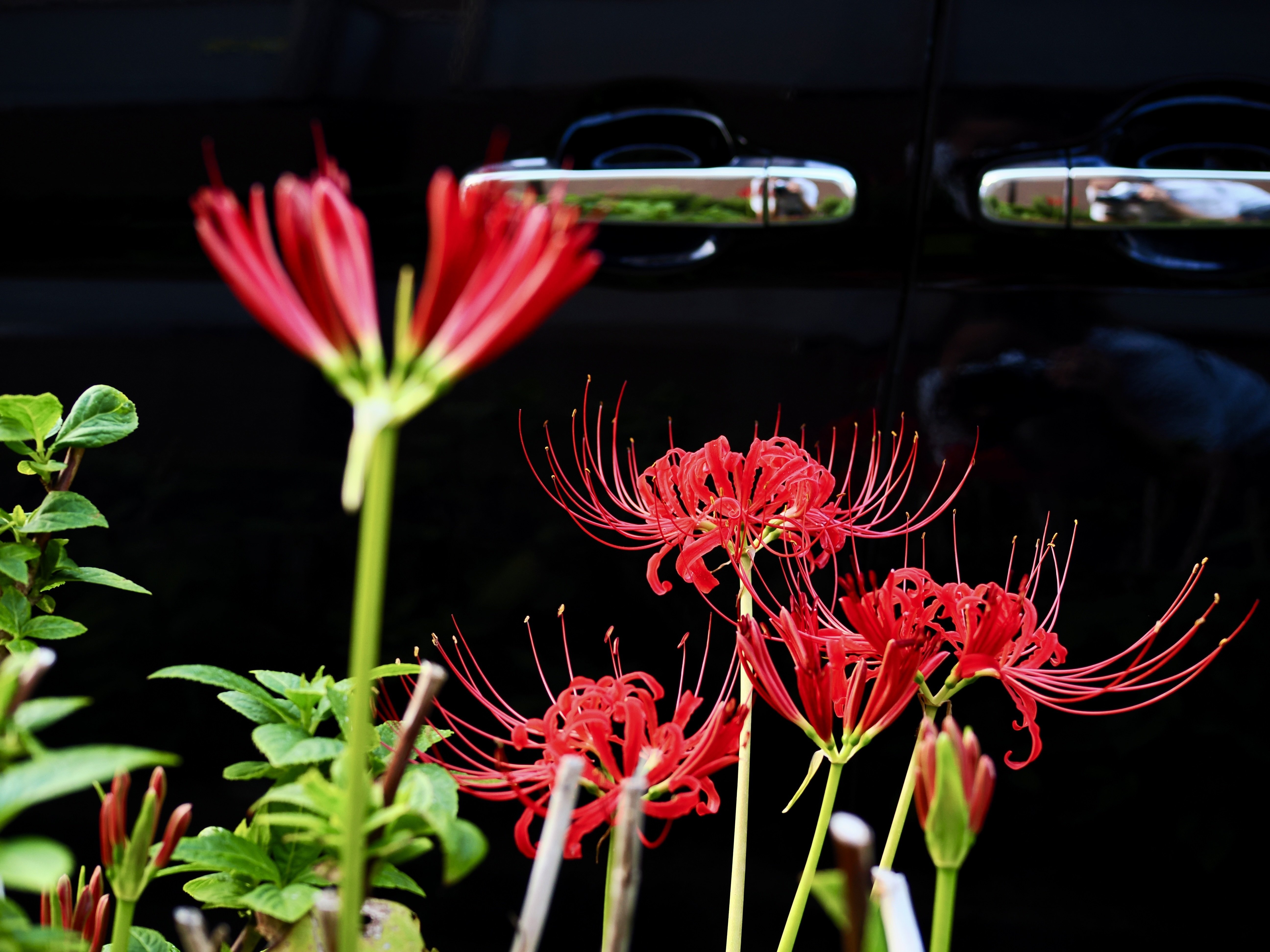 もみ様　曼珠沙華・大判草・たね 曼珠沙華コレクション2025（10/3更新あり）｜甘さより塩気