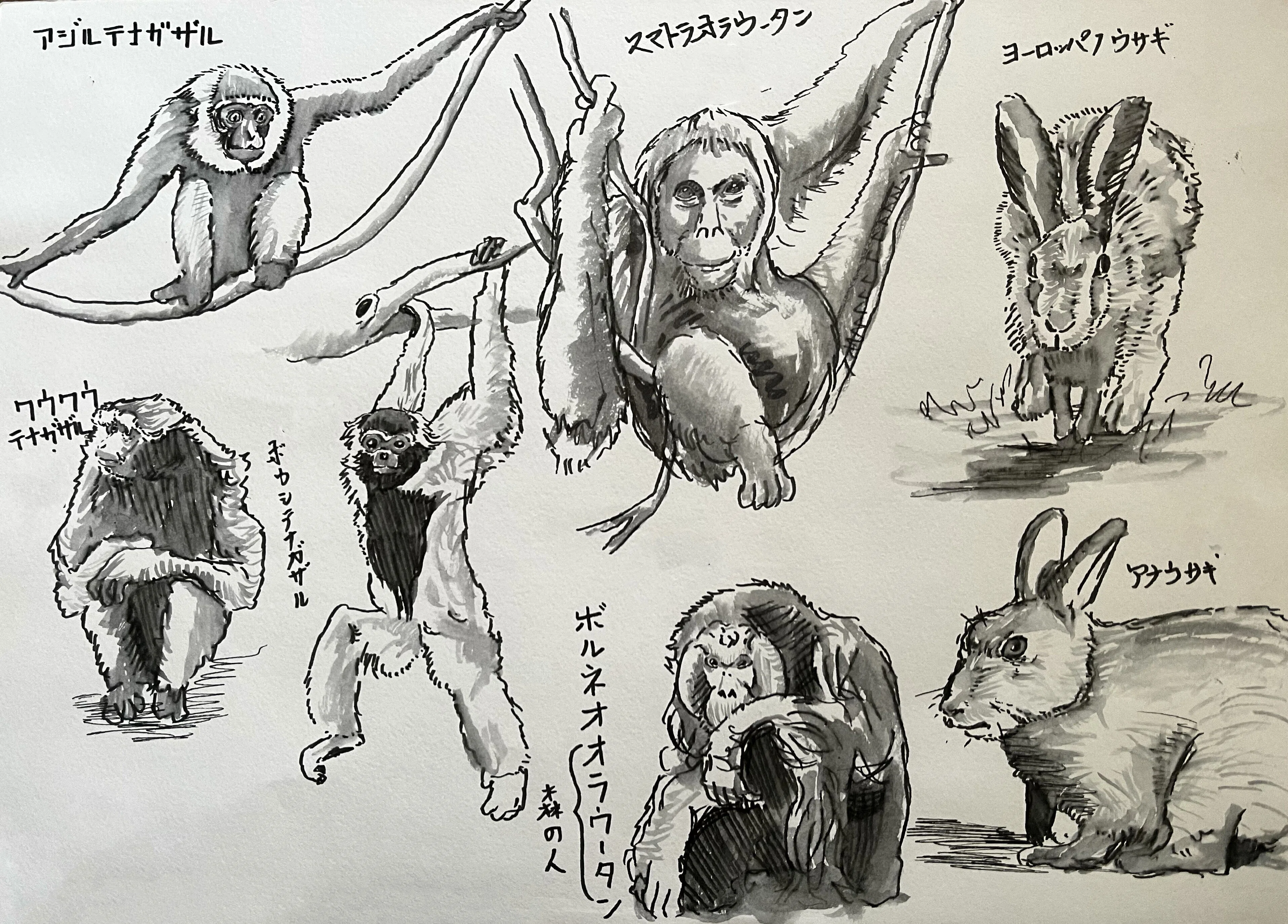 動物クロッキー10枚 【その1】｜鹿角時計