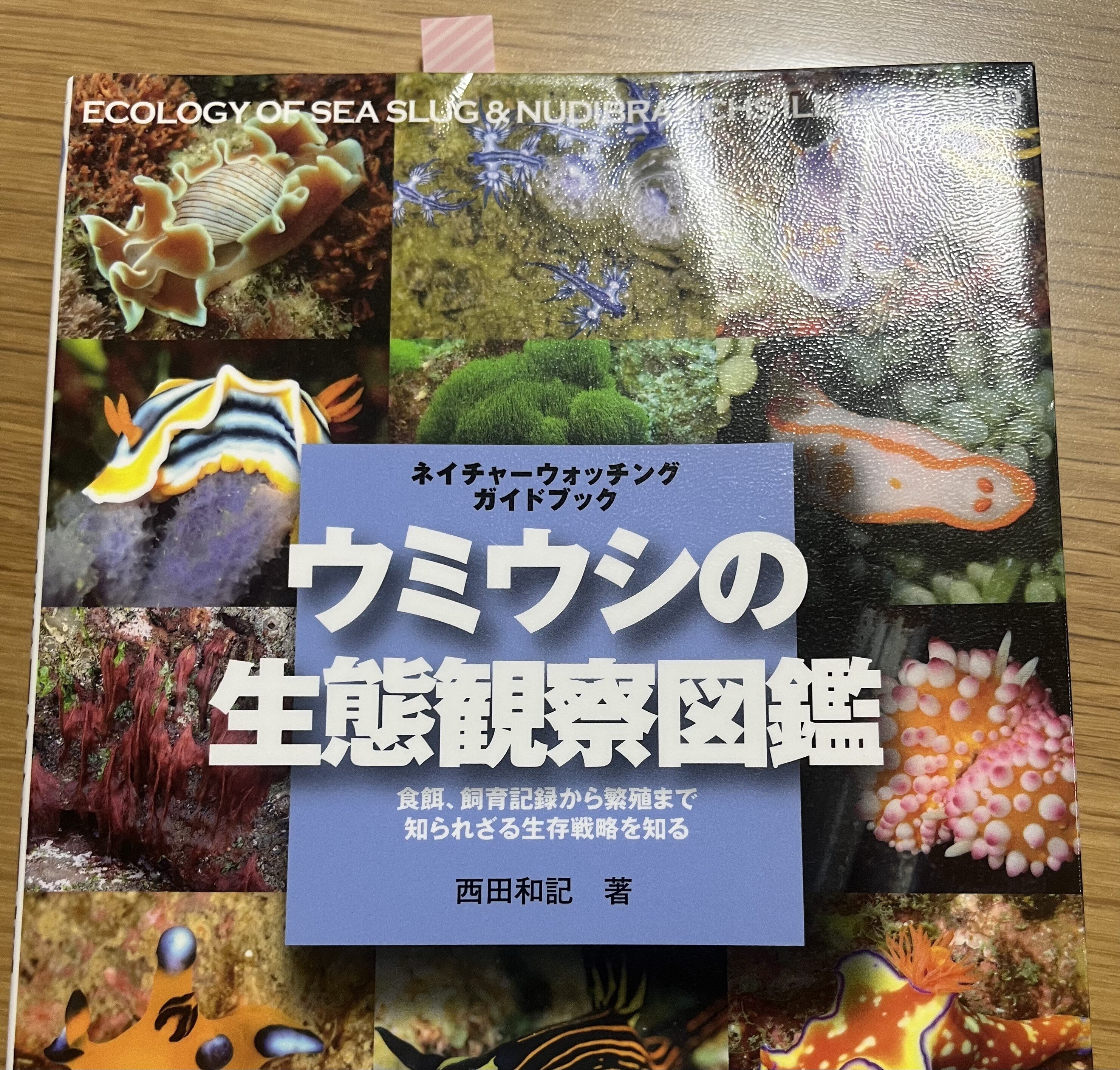 ウミウシ 特徴がひと目でわかる図解付き 1260種 新版 ウミウシ
