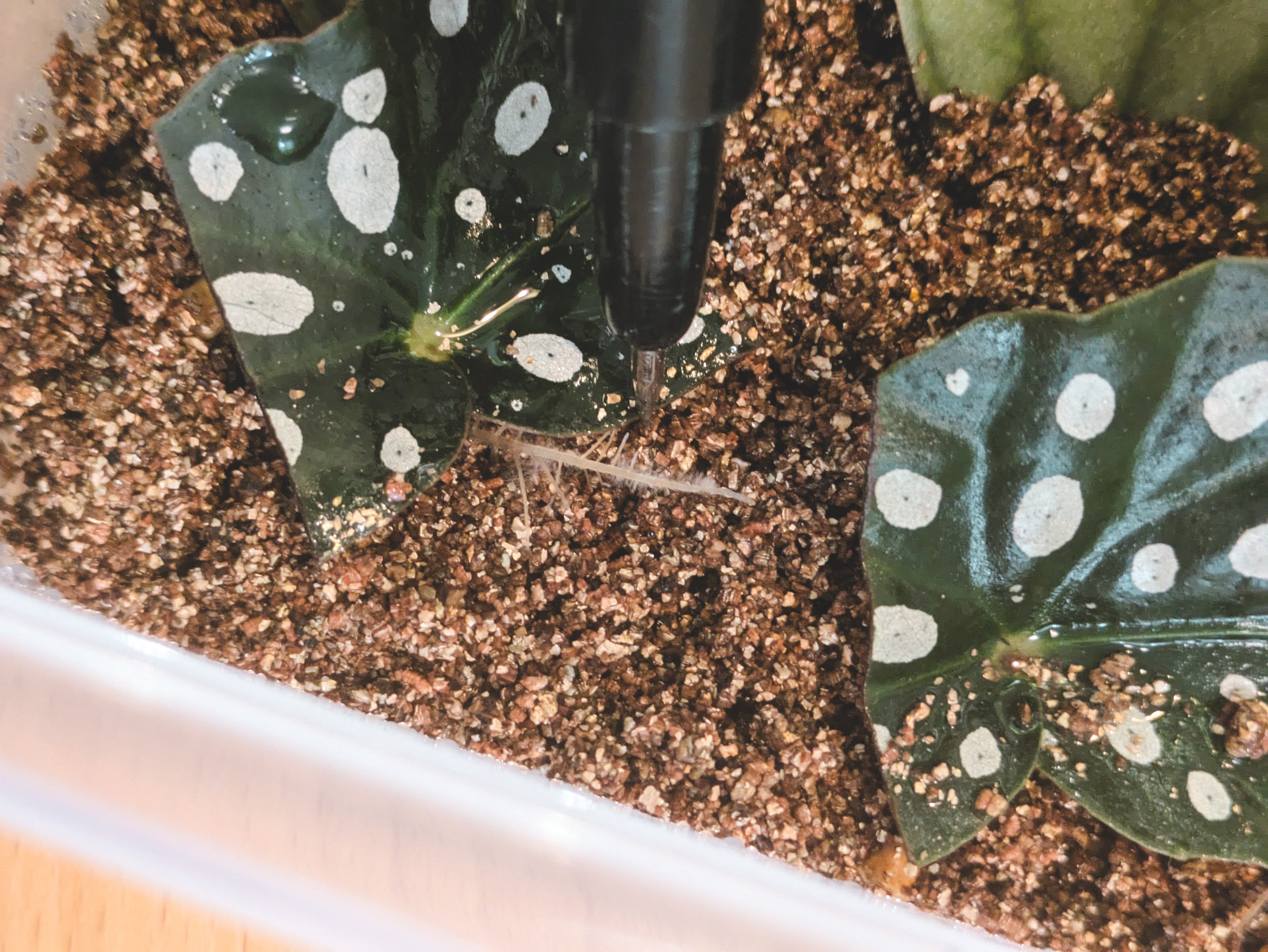 ベゴニアマクラータ葉挿し②｜うきゅうさや(そら)