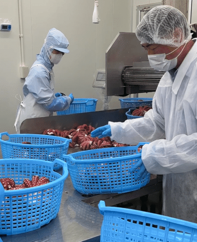 海がないまち豊中からお届けする新鮮なタコ｜豊中市公式note