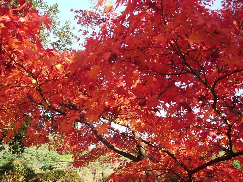 152. 10 Things I Want to Do to Enjoy This Autumn｜🌿恒屋美貴
