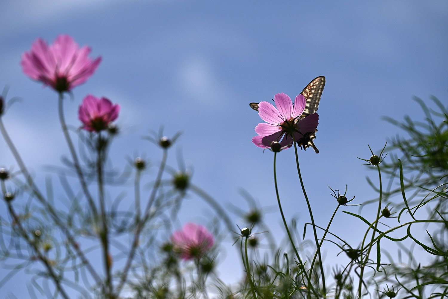 蝶と秋桜との1分6秒間｜関幸貴