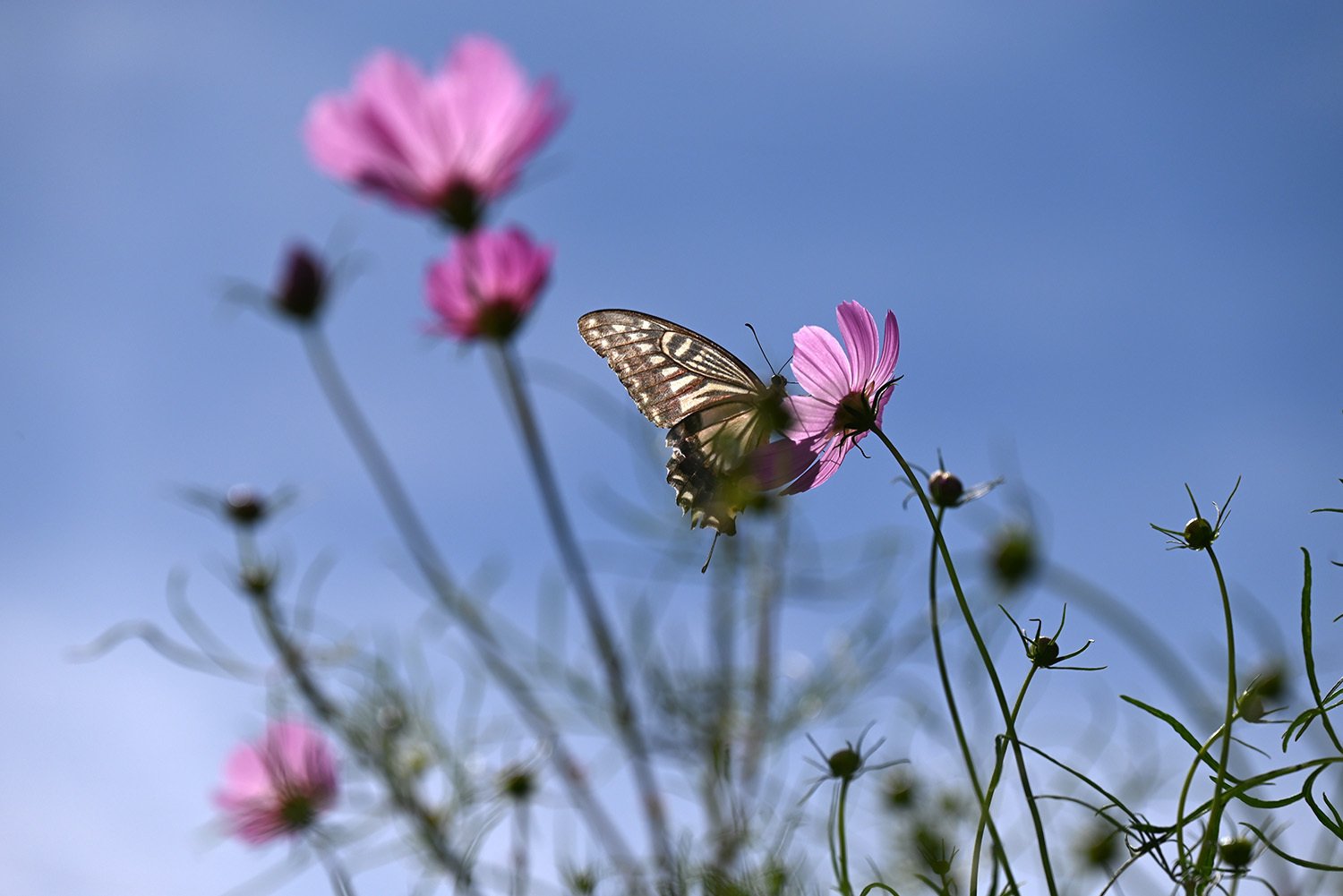 花の上で休む眩しい蝶々 蝶と秋桜との1分6秒間｜関幸貴
