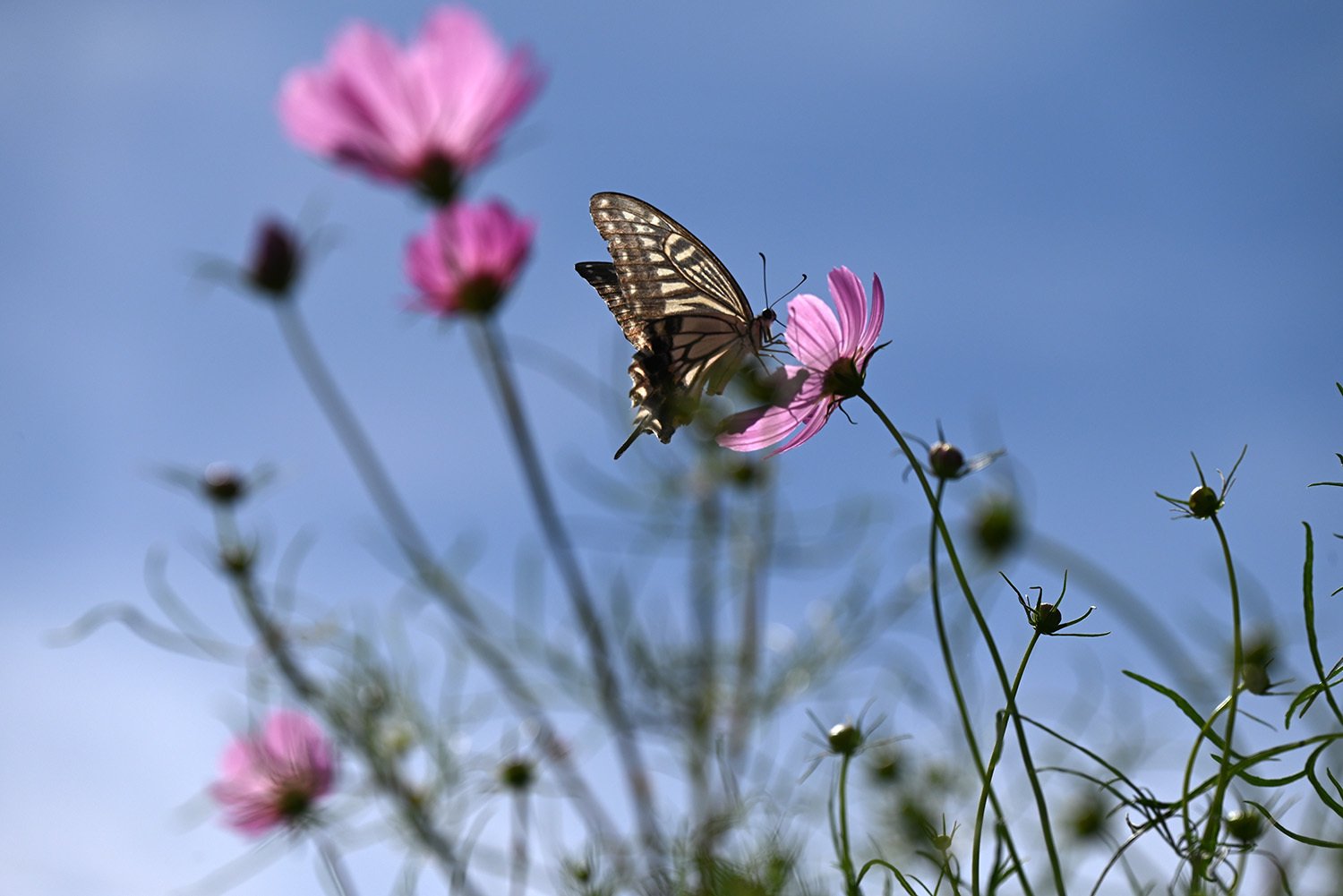 花の上で休む眩しい蝶々 蝶と秋桜との1分6秒間｜関幸貴