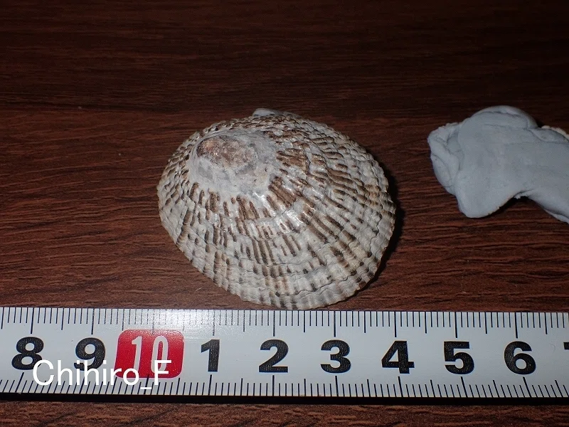 拾いに行くならこんな貝殻⑨カモンダカラ、ベッコウガサ、ヤナギシボリ