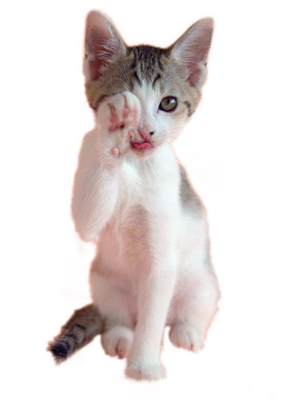 にっぽん招き猫縁起］なぜ“猫”が福を呼ぶのか？｜ほんのひととき