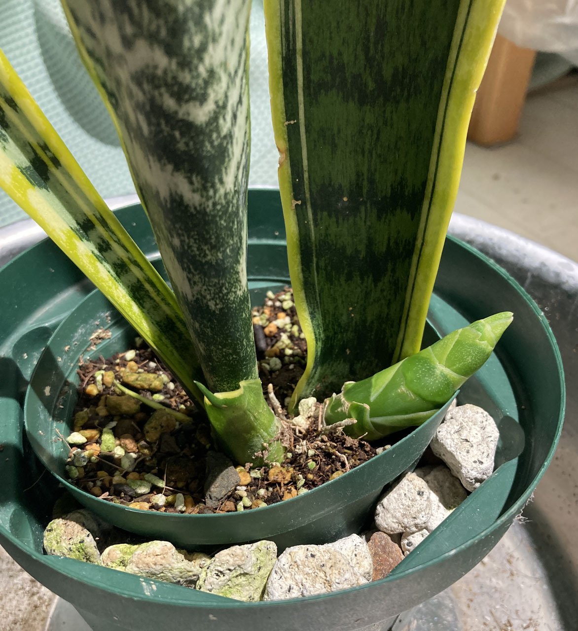 大株　サンセベリア・ロリダ ❢ 抜き苗での梱包発送です。鉢付梱包は、15000円 大株 サンセベリア・ロリダ ❢ 抜き苗での梱包発送です。鉢付梱包は、