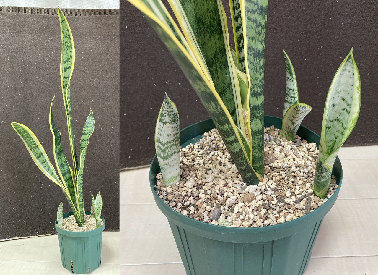 サンセベリア・ローレンティー、裸苗から2年間の成長記録。植え付け
