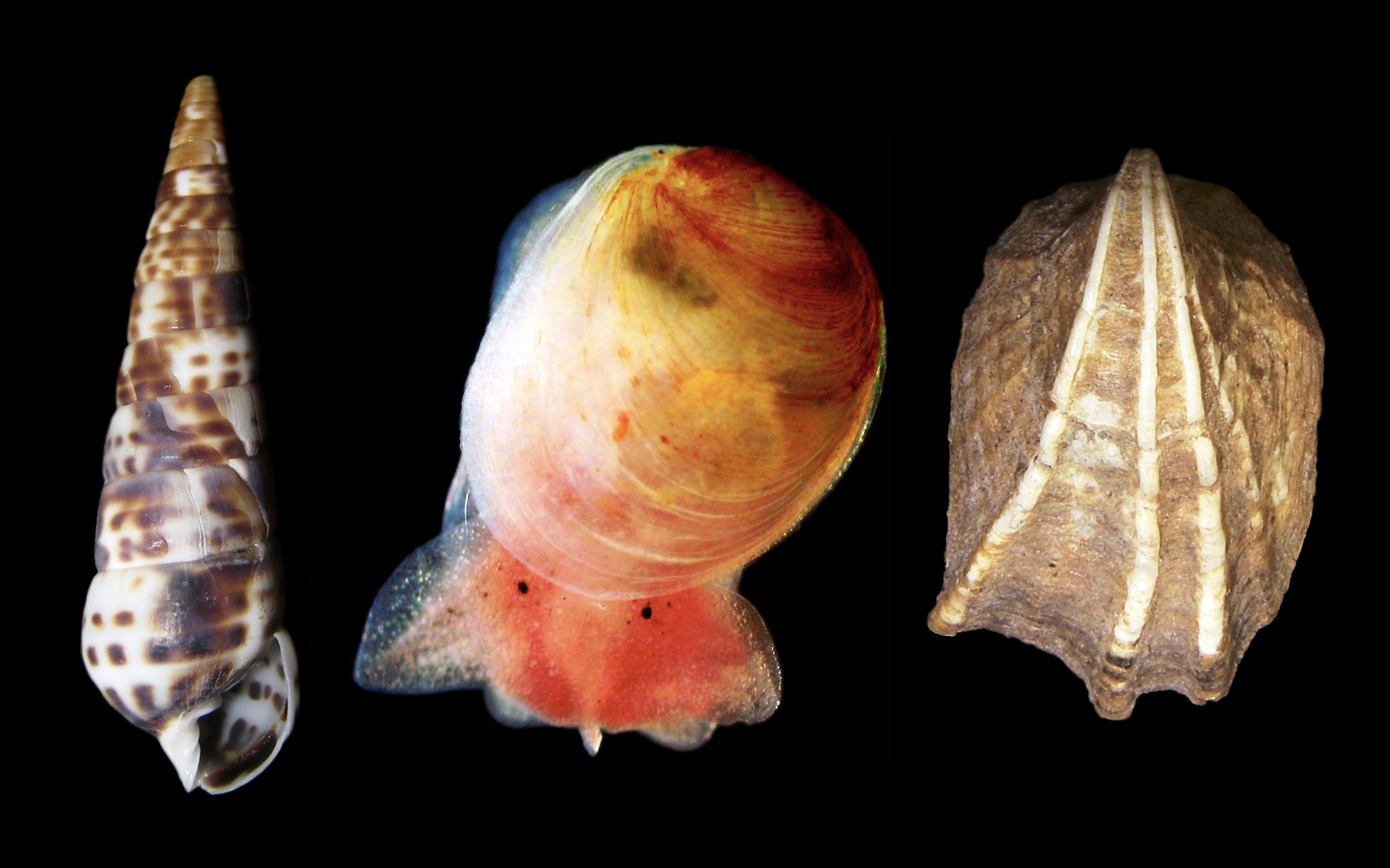 研究者の推し本】『図鑑を見ても名前がわからないのはなぜか？』 書評