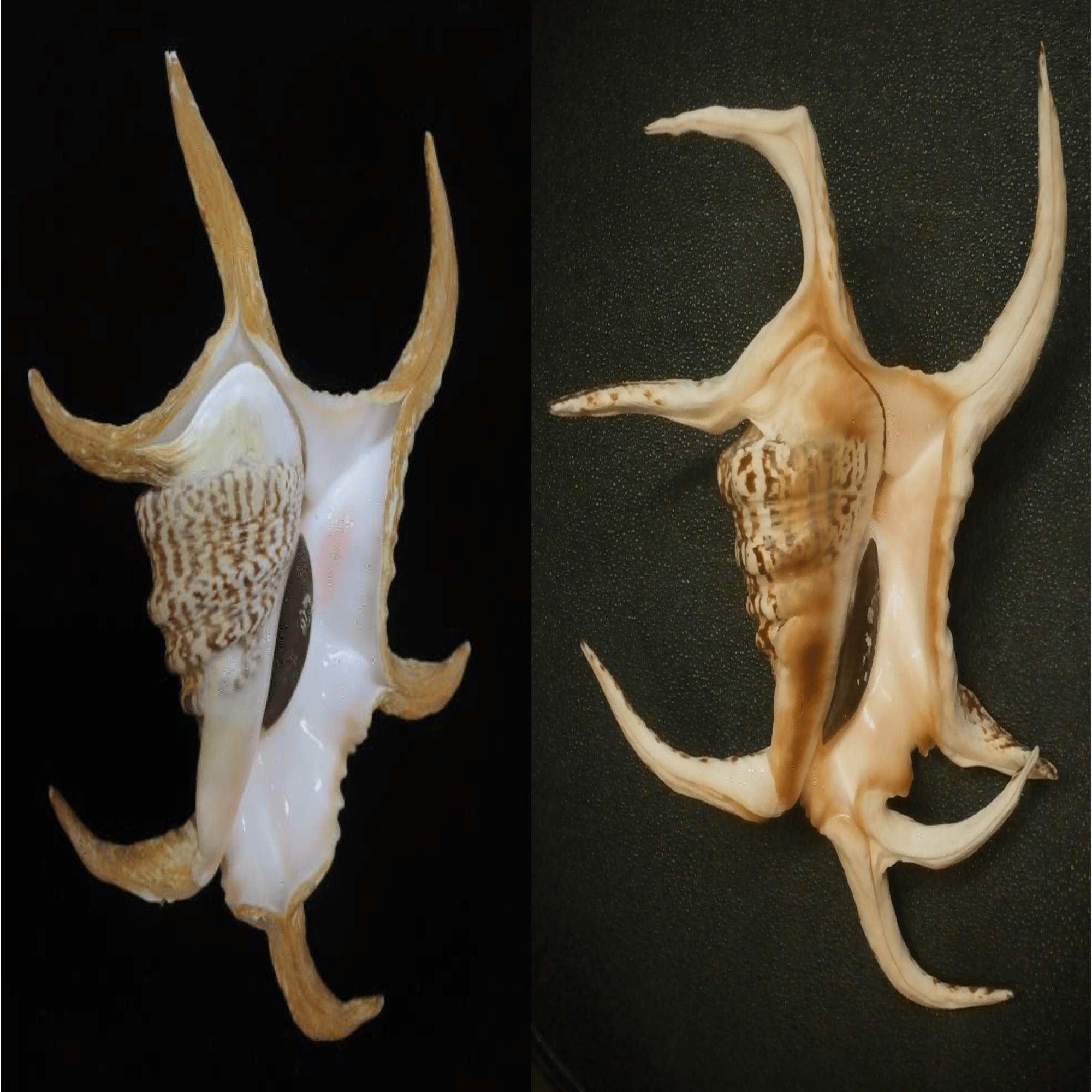 研究者の推し本】『図鑑を見ても名前がわからないのはなぜか？』 書評