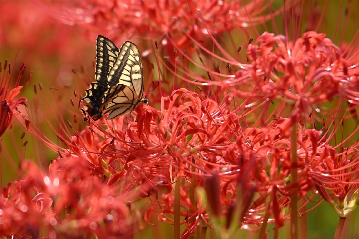 彼岸花とアゲハ蝶たち…源氏川にて｜ジョニー。