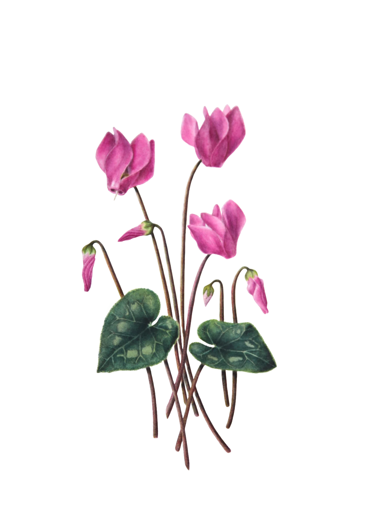 植物の細密画を展示します。｜わこ