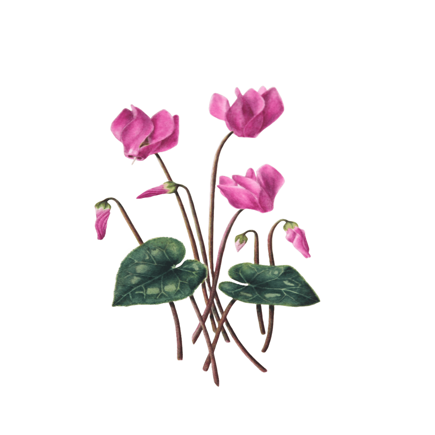 植物の細密画を展示します。｜田代わこ｜writer & botanical illustrator