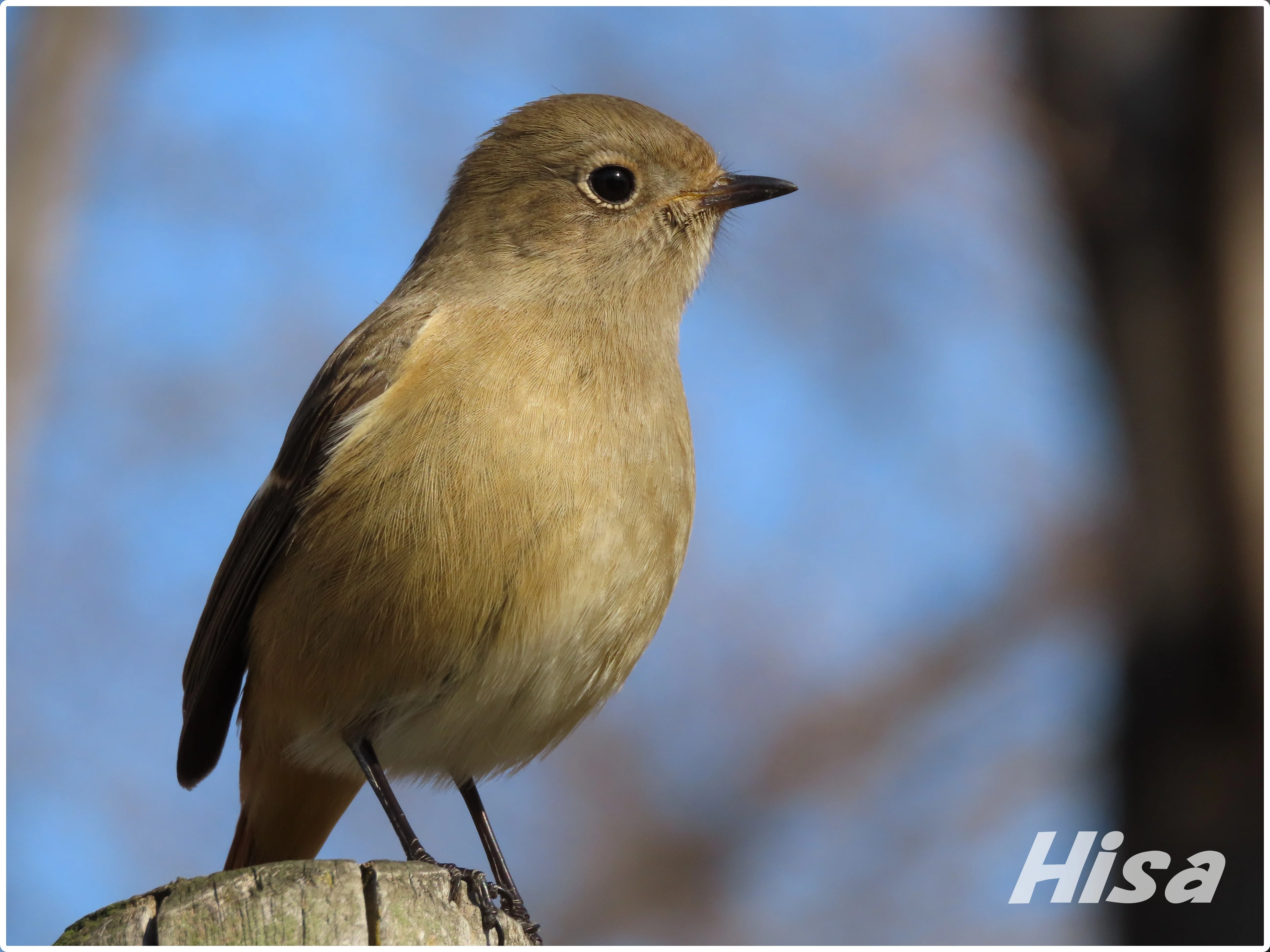 野鳥ってステキ！ まるで芸術作品🖼️❓ 美しい羽毛✨ ジョウビタキ｜Hisa