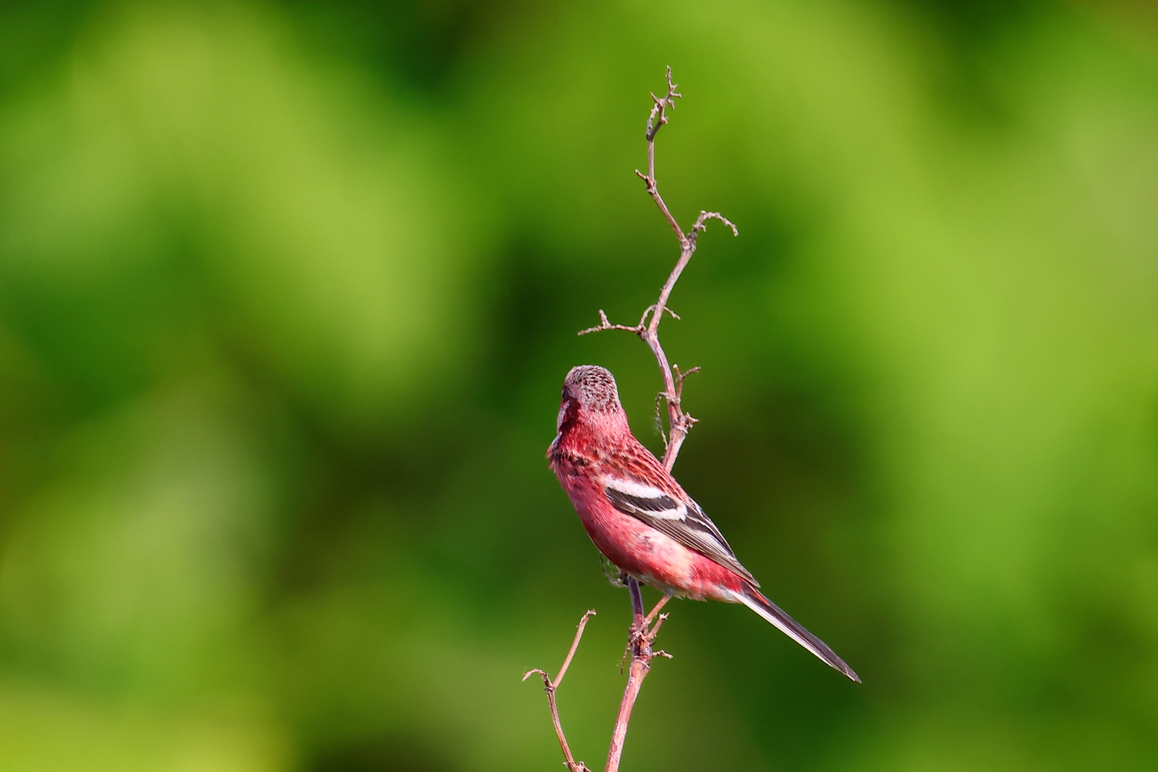 ピッポちゃんは思っていたよりシャイな奴【ベニマシコ】｜詢