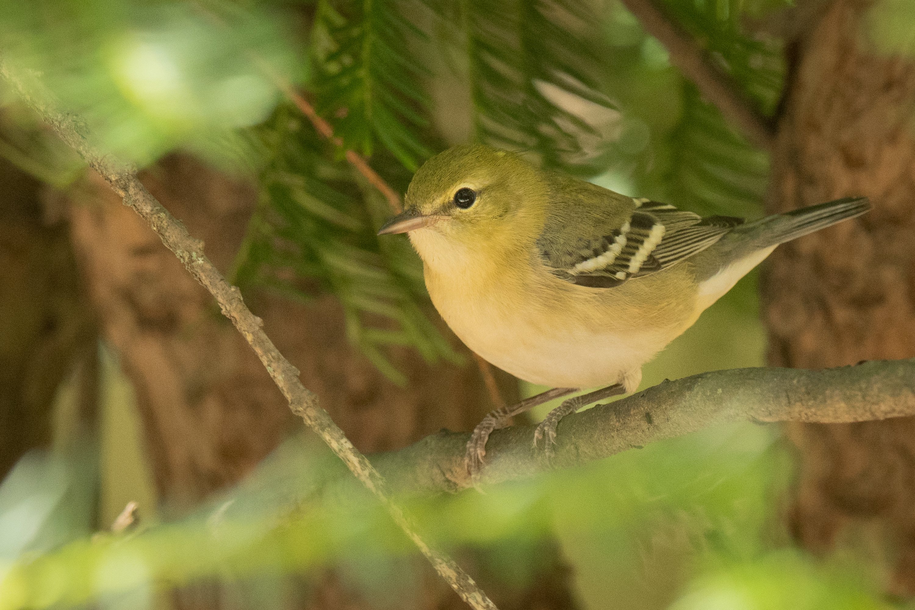 アメリカコガモのスタディバード　バードカービング　他2点 シカゴでバードウォッチング！】 Common Yellowthroat ｜ローリー