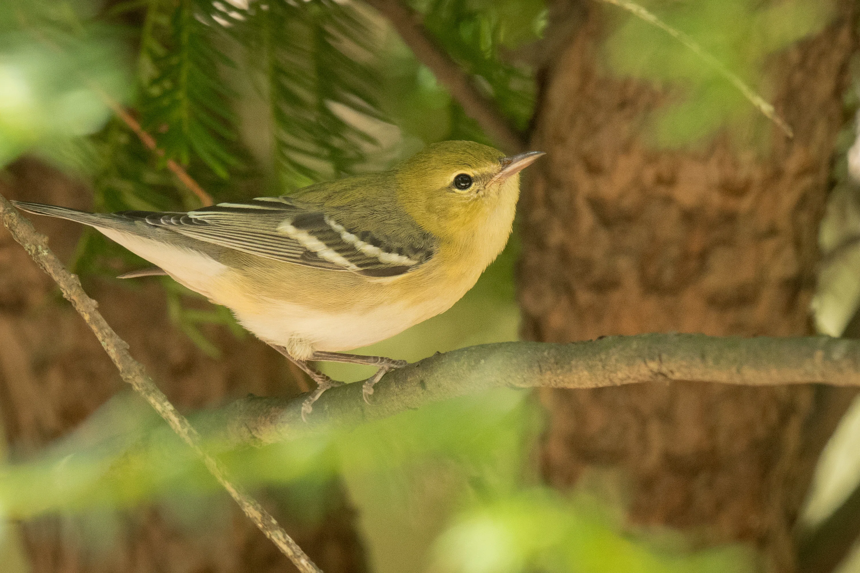 シカゴでバードウォッチング！】 Bay-breasted Warbler ｜ローリー