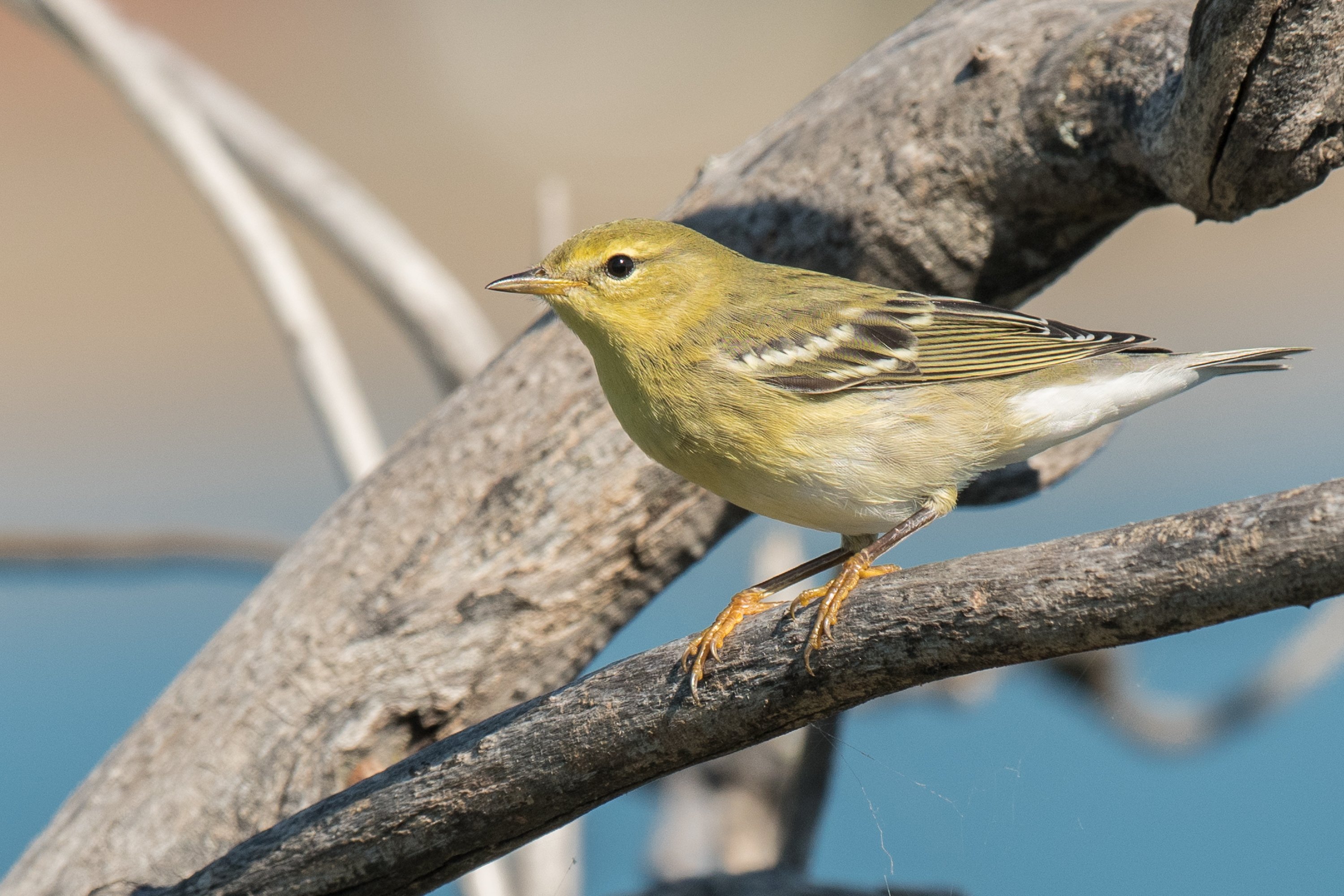 アメリカコガモのスタディバード　バードカービング　他2点 アメリカコガモのスタディバード バードカービング 他2点