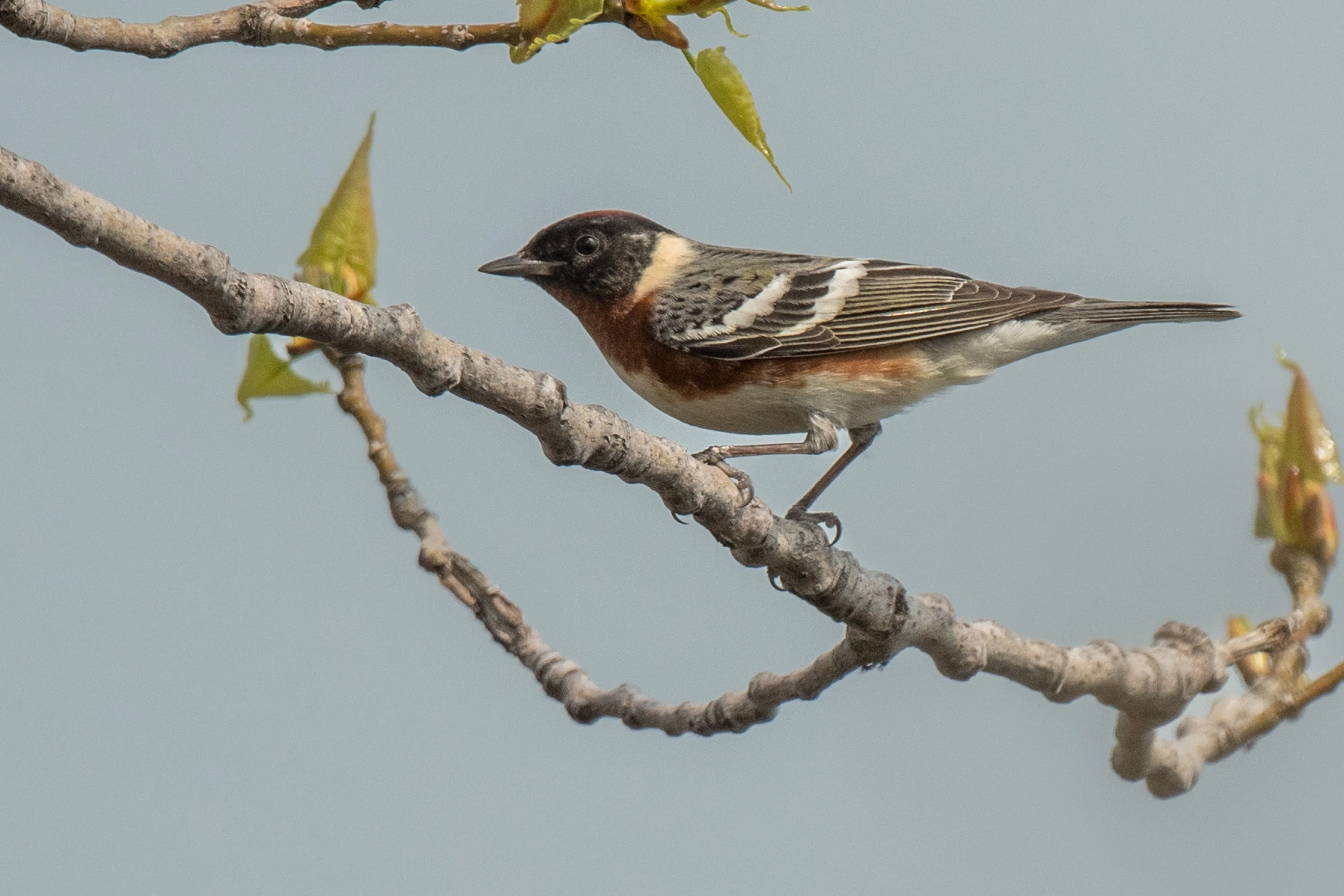 シカゴでバードウォッチング！】 Bay-breasted Warbler ｜ローリー