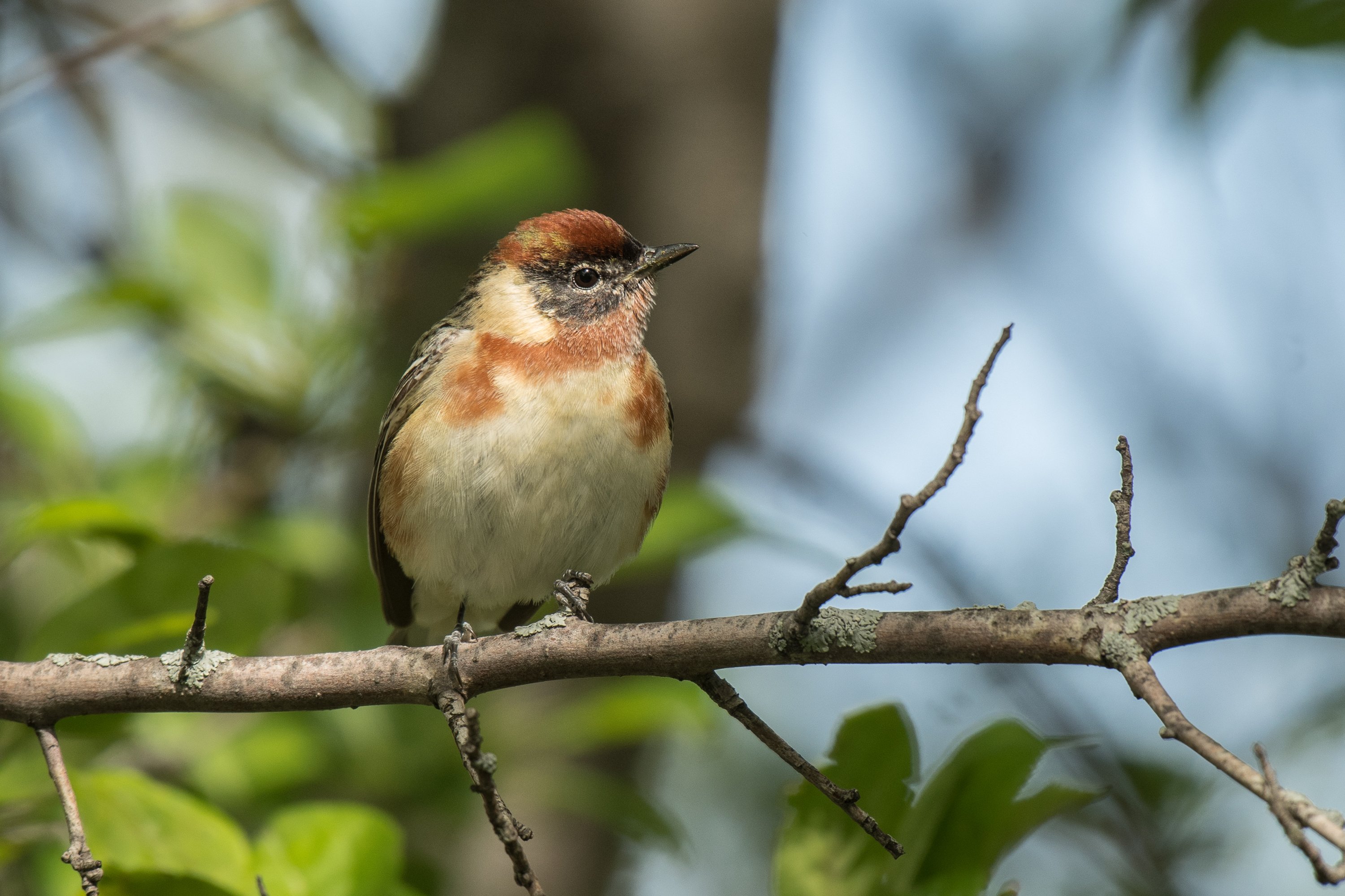 シカゴでバードウォッチング！】 Bay-breasted Warbler ｜ローリー