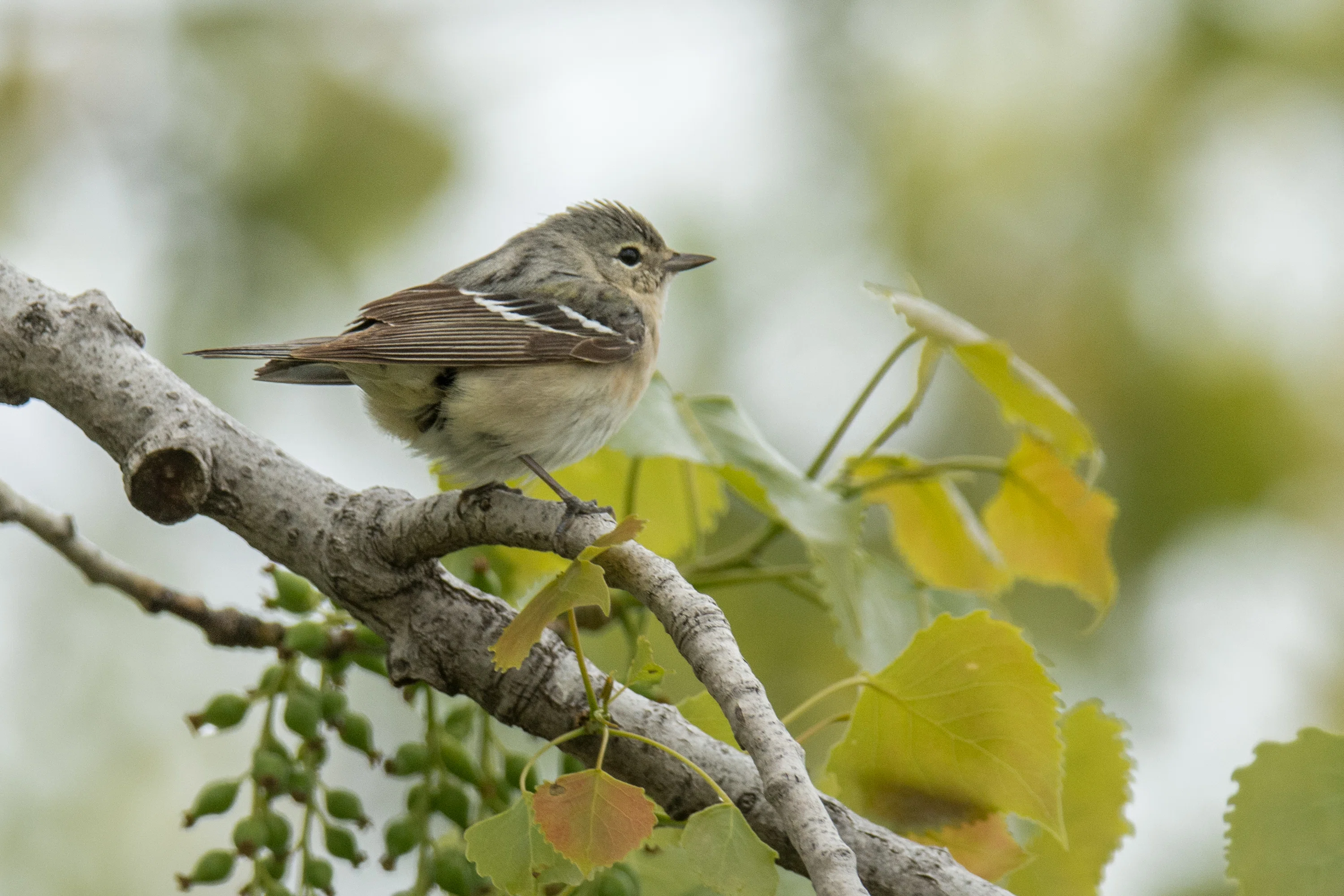 シカゴでバードウォッチング！】 Bay-breasted Warbler ｜ローリー