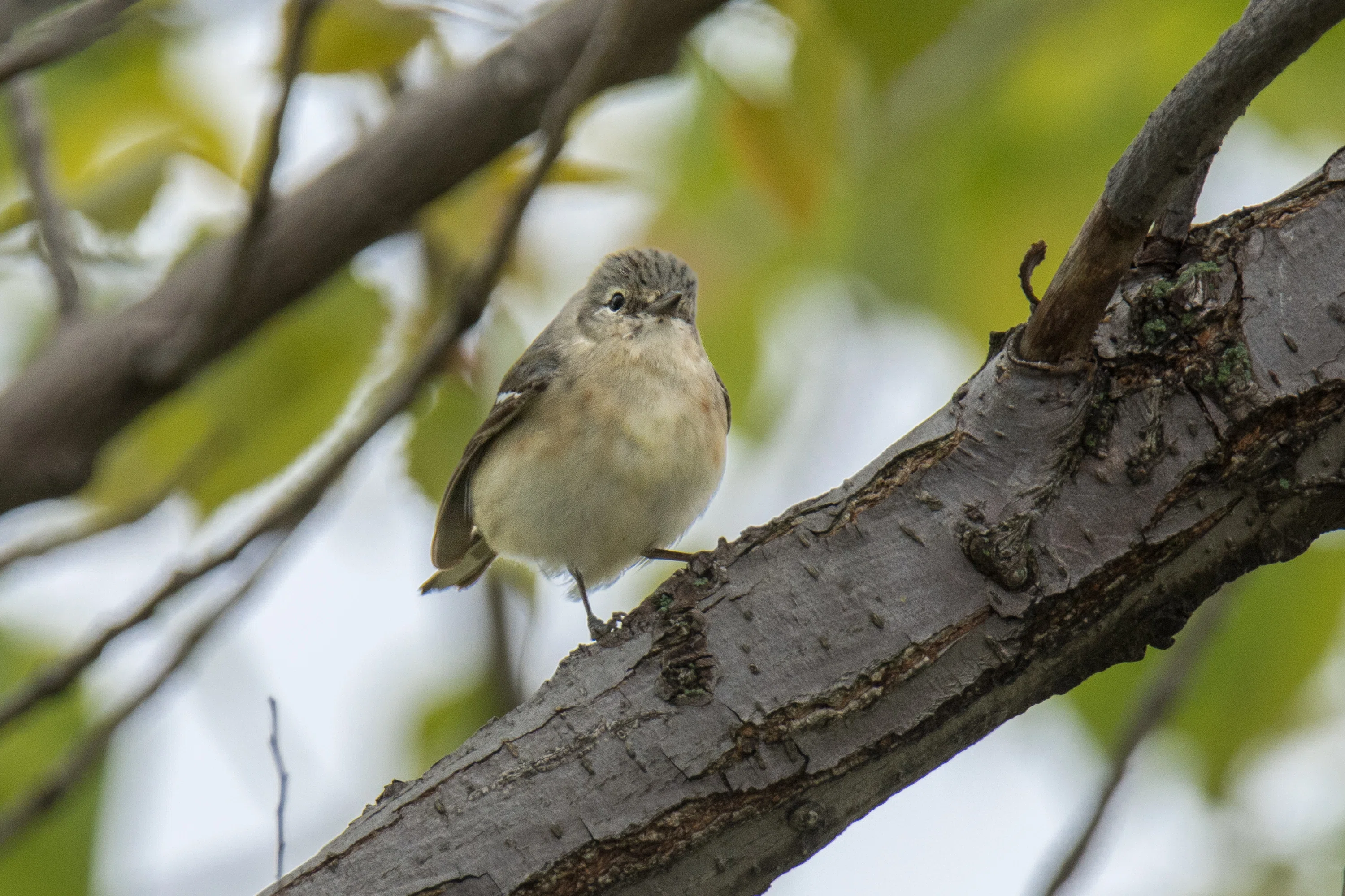 シカゴでバードウォッチング！】 Bay-breasted Warbler ｜ローリー