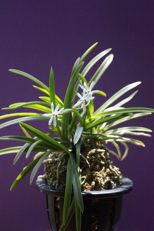 フウラン「山採り(六弁花)」の花｜KJ Morison