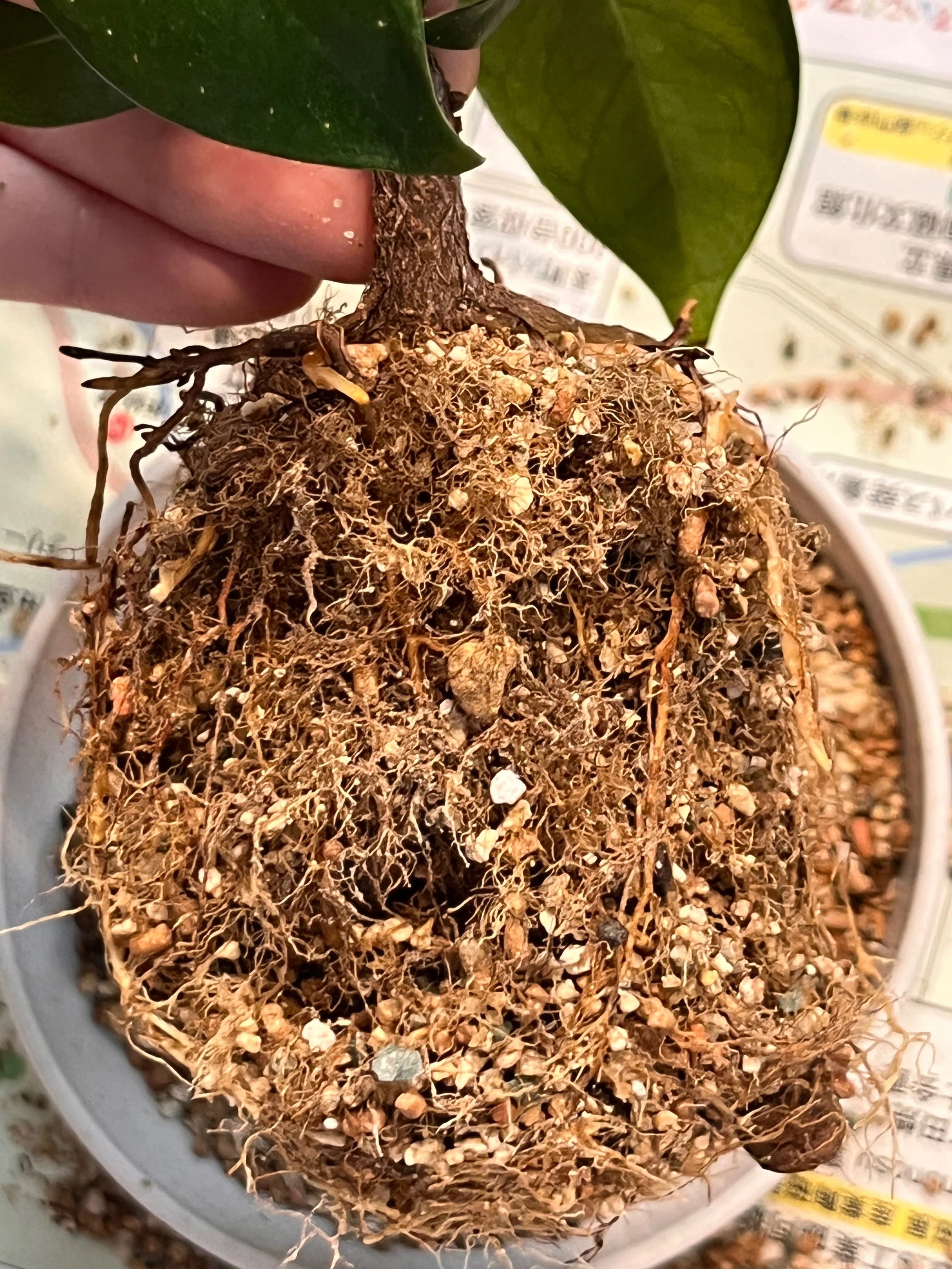 ガジュマル/挿し木2年目】5月➡︎9月での変化｜シオ＠西向き部屋で植物