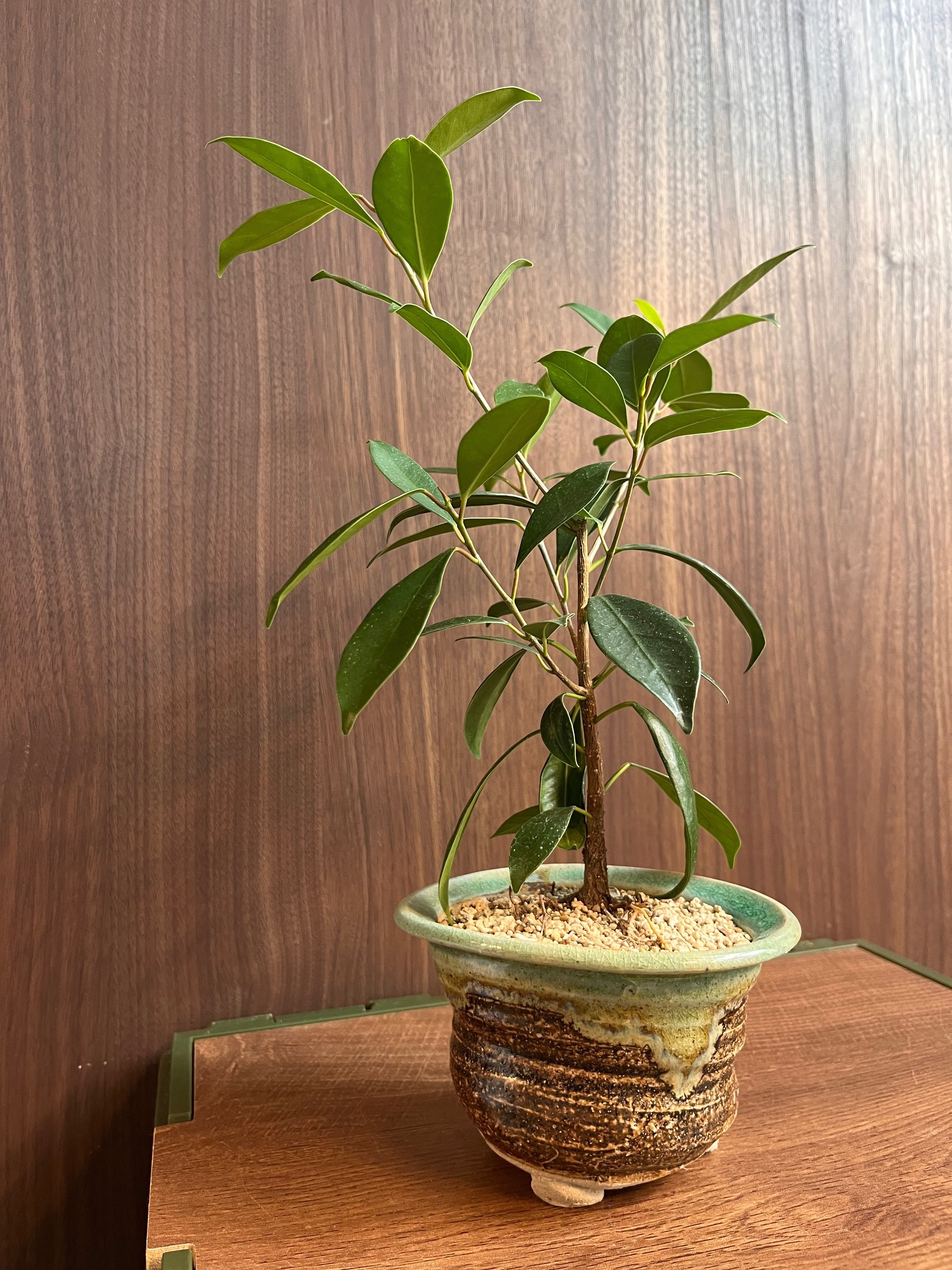 ガジュマル/挿し木2年目】5月➡︎9月での変化｜シオ＠西向き部屋