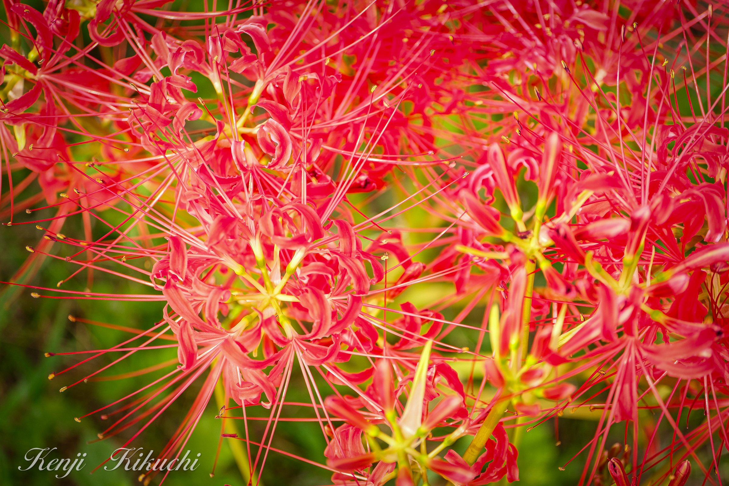 彼岸花とリコリス──神秘と力強さのあいだで｜KIKUCHI LEATHER