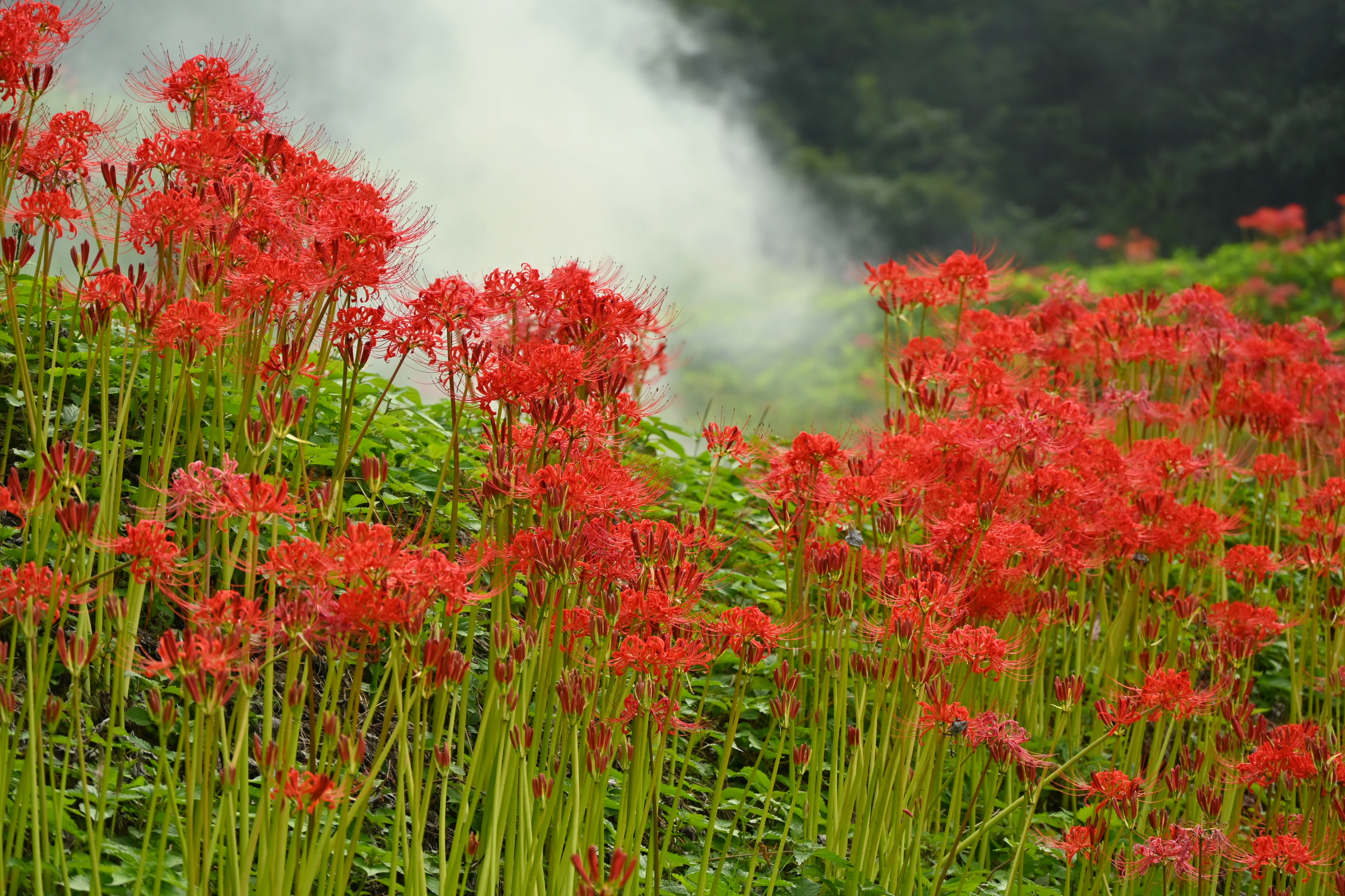 【Lily様】専用・赤360g×2袋≪フォロー＆リピート割特価≫ Went to see spider lilies, almost got heatstroke, and retreated