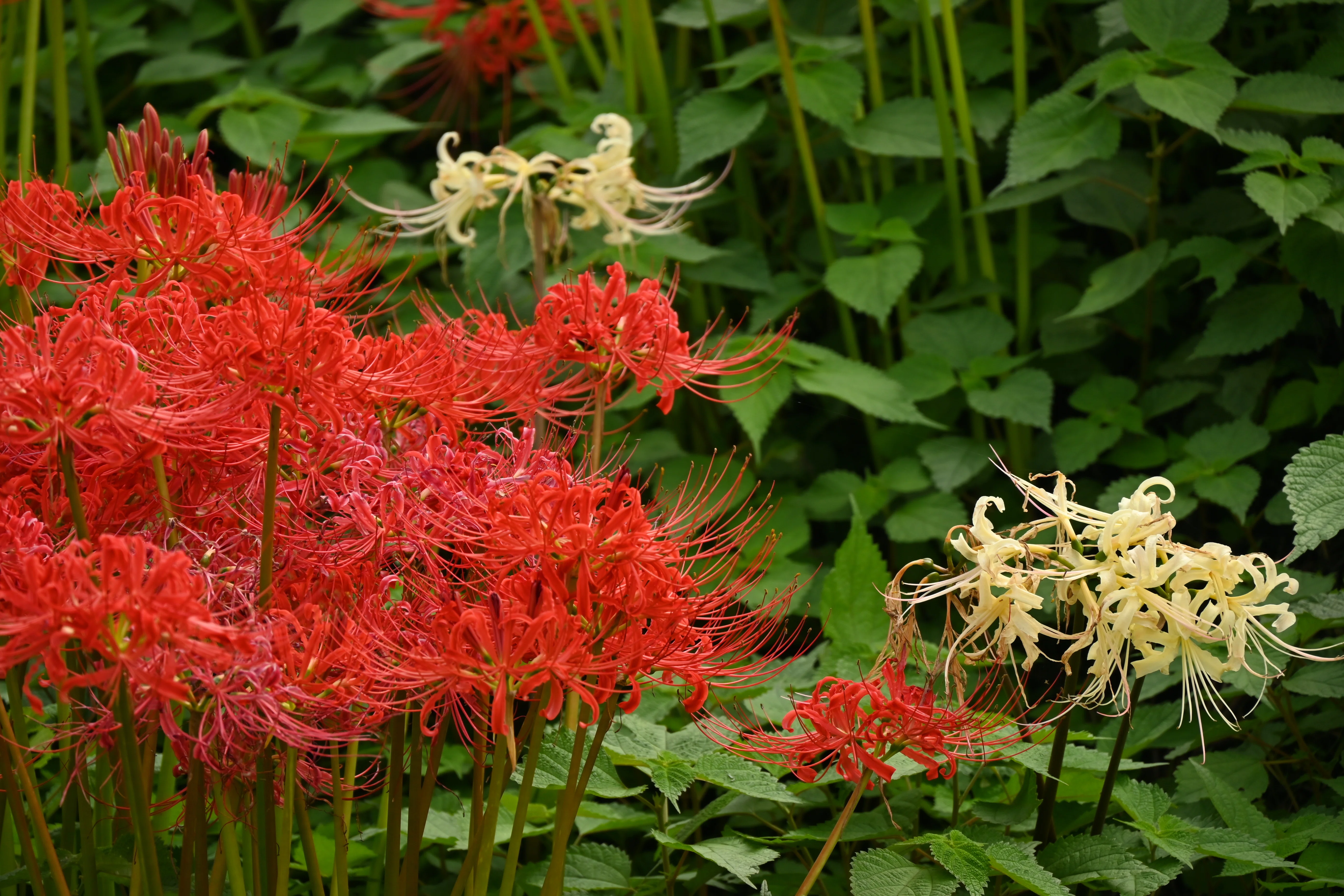 Went to see spider lilies, almost got heatstroke, and retreated