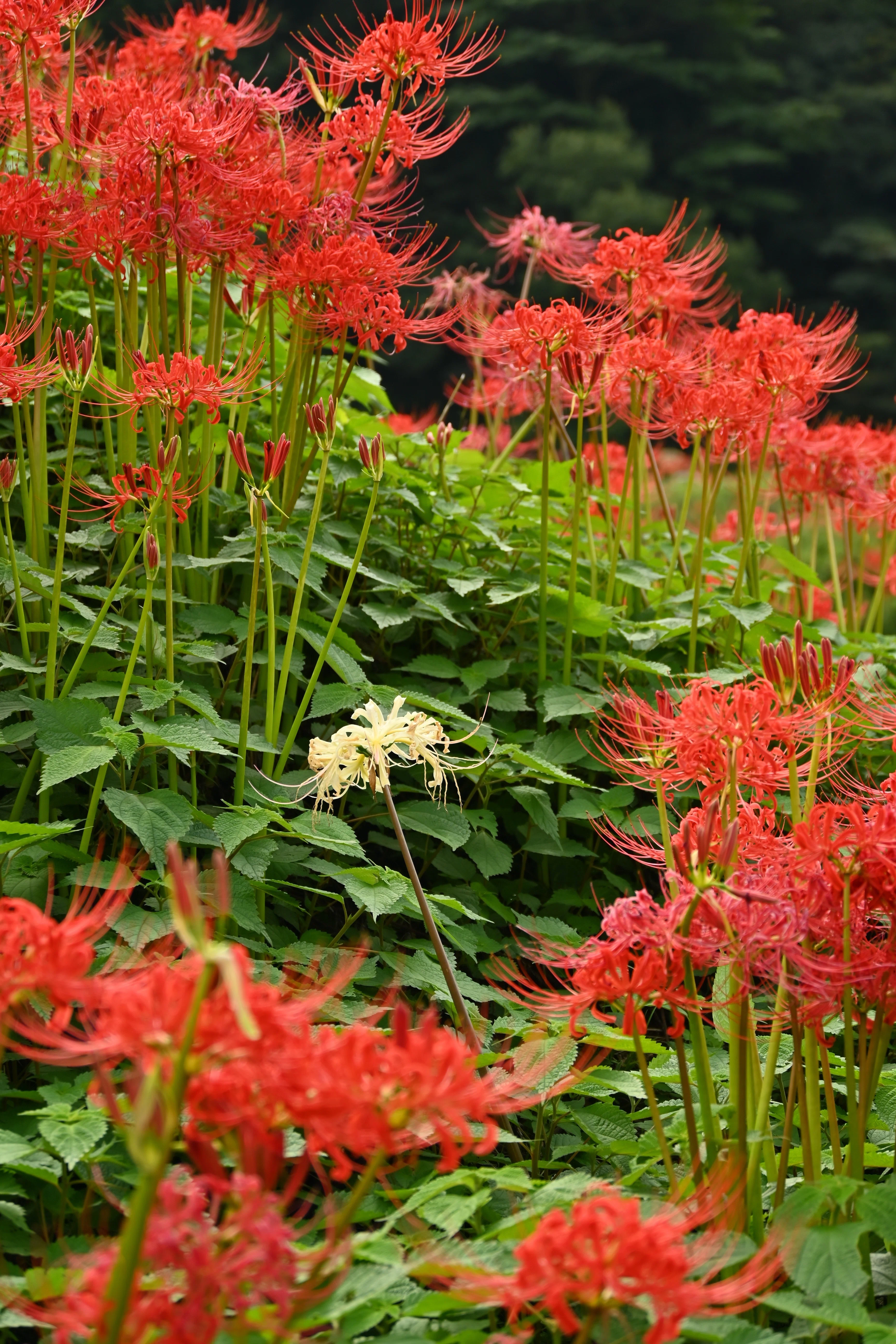 Went to see spider lilies, almost got heatstroke, and retreated