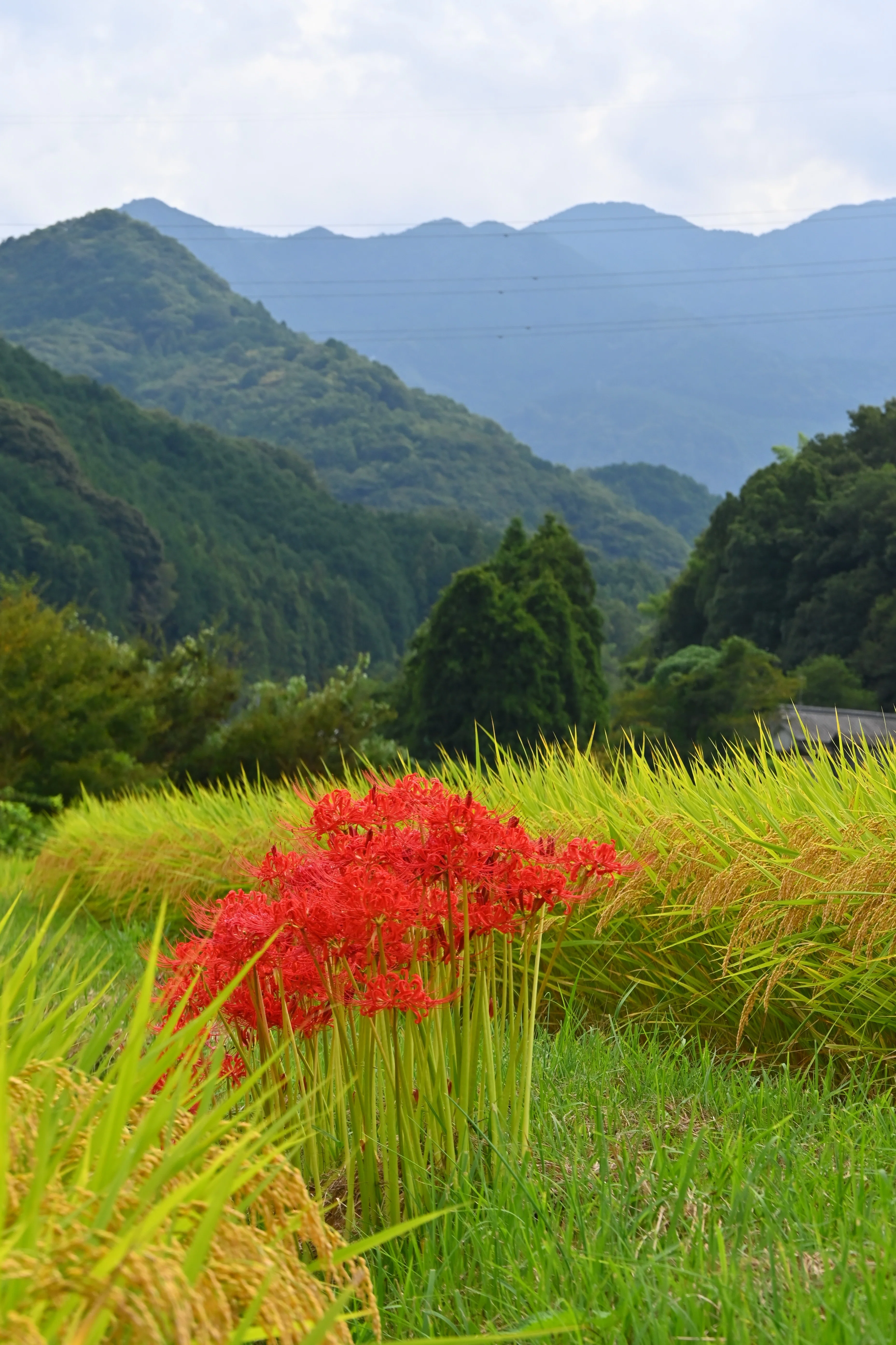 【Lily様】専用・赤360g×2袋≪フォロー＆リピート割特価≫ Went to see spider lilies, almost got heatstroke, and retreated