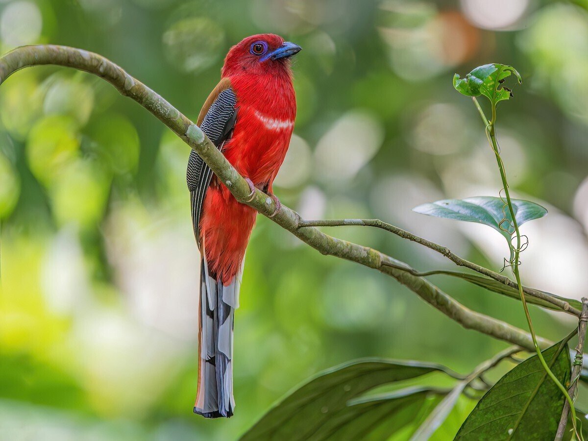 第1429回 色んな鳥40目 ⑸｜翆野 大地