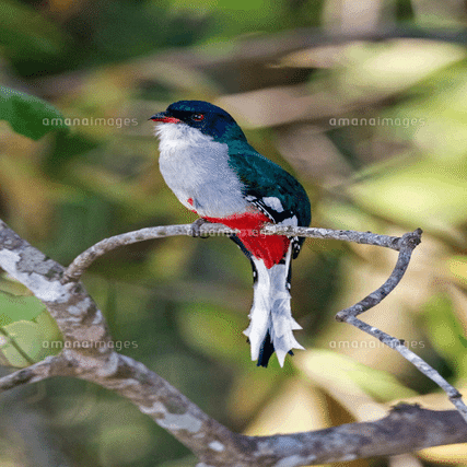 第1429回 色んな鳥40目 ⑸｜翆野 大地