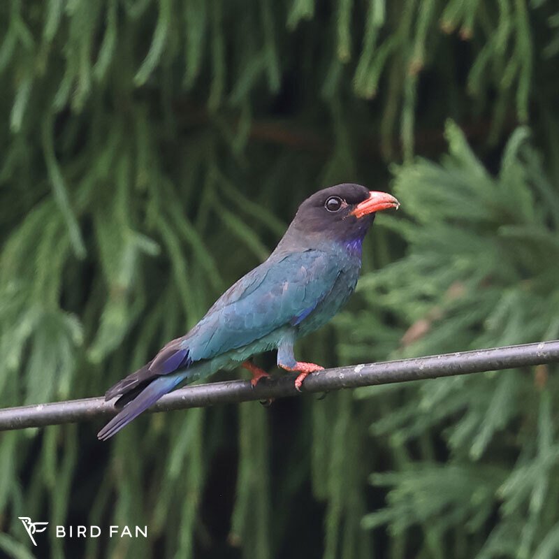 第1429回 色んな鳥40目 ⑸｜翆野 大地