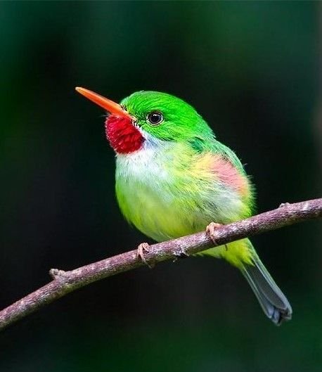 第1429回 色んな鳥40目 ⑸｜翆野 大地