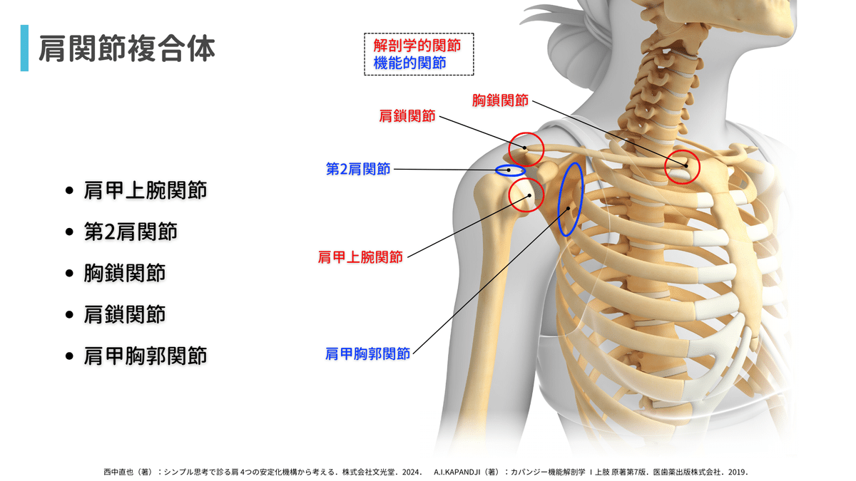 脳卒中上肢リハ実践において知っておきたい肩関節の基礎知識