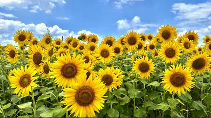 植物×アート】#01 ひまわりが映す二つの魂。光のモネ、情熱の